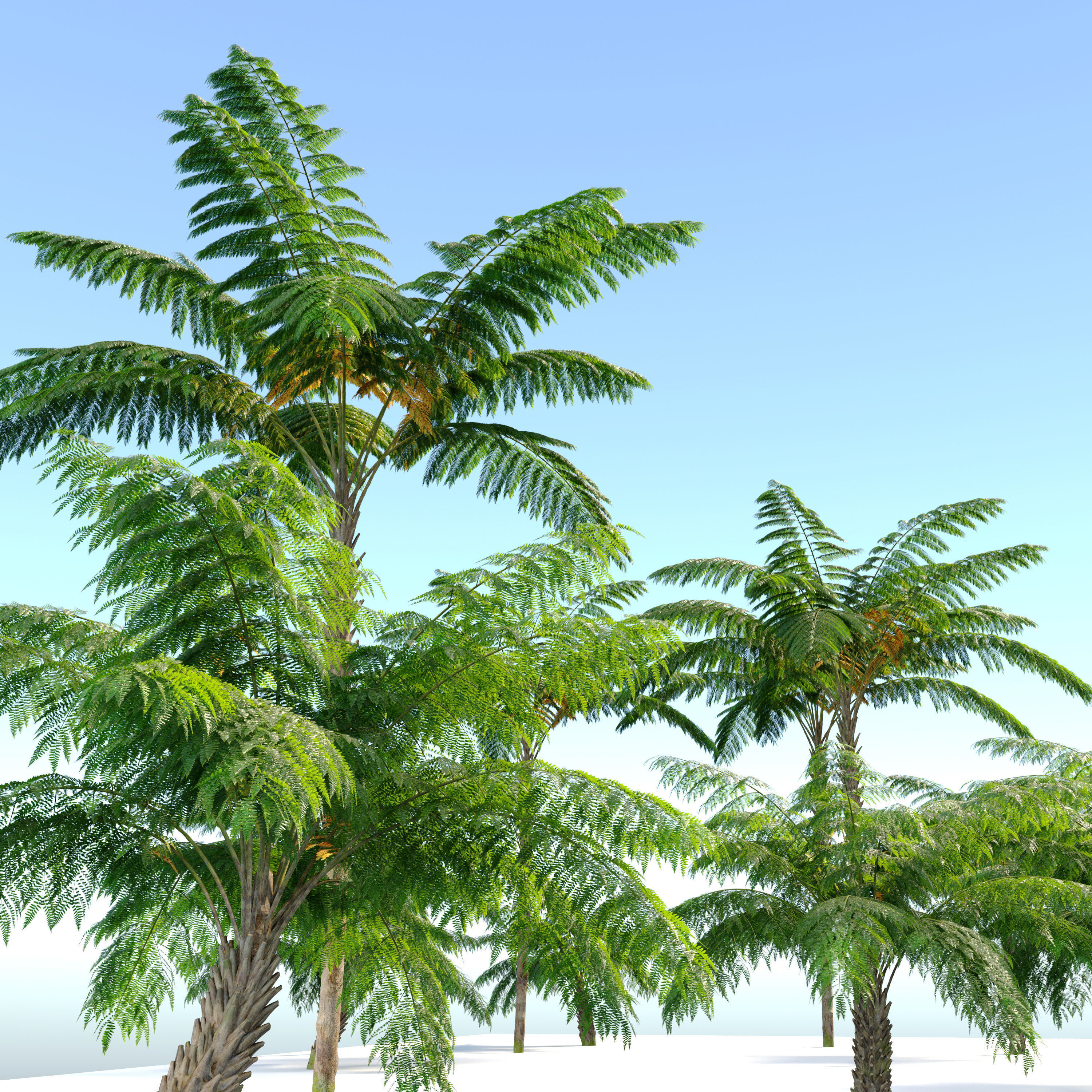 Tree fern 3D model_1