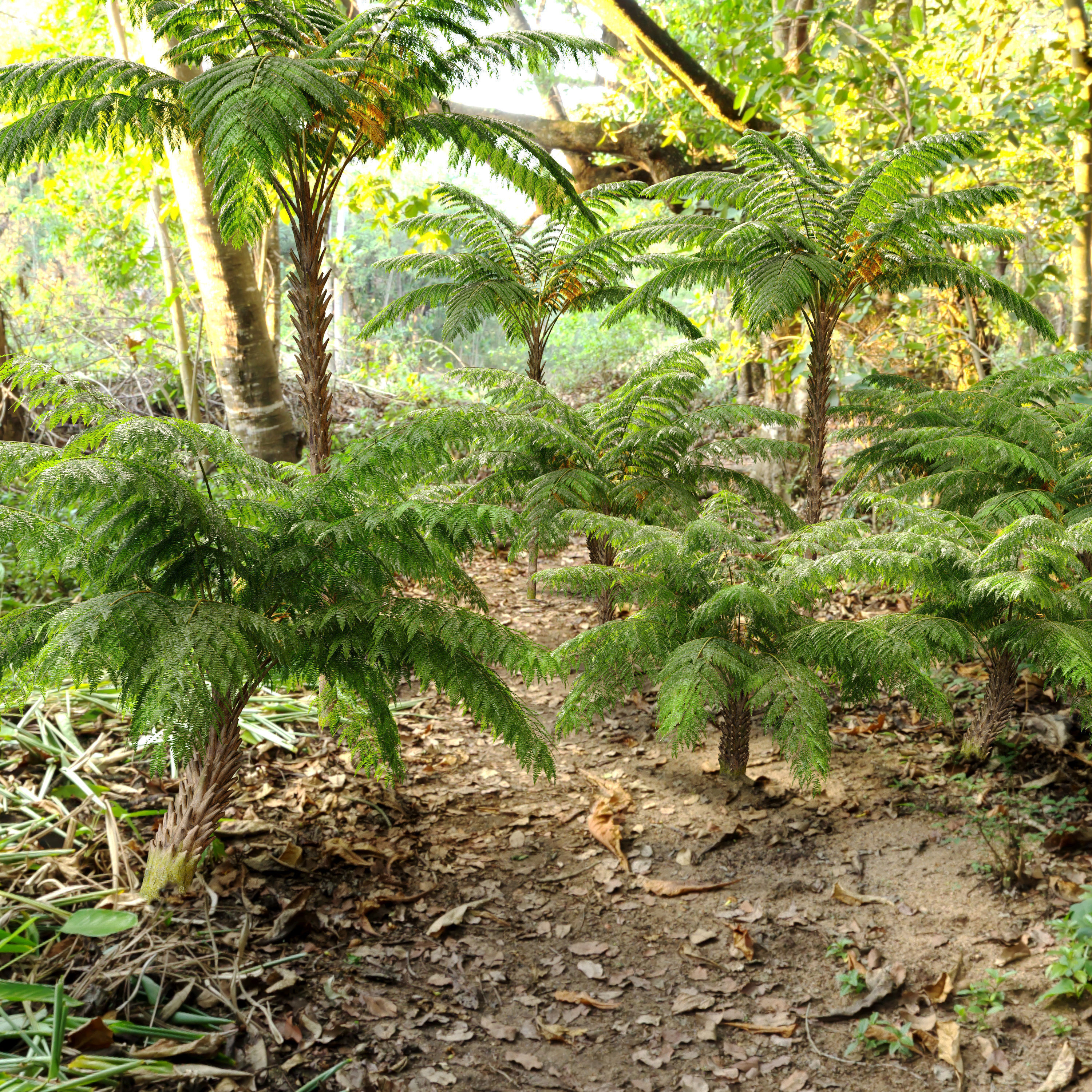 Tree fern 3D model_2