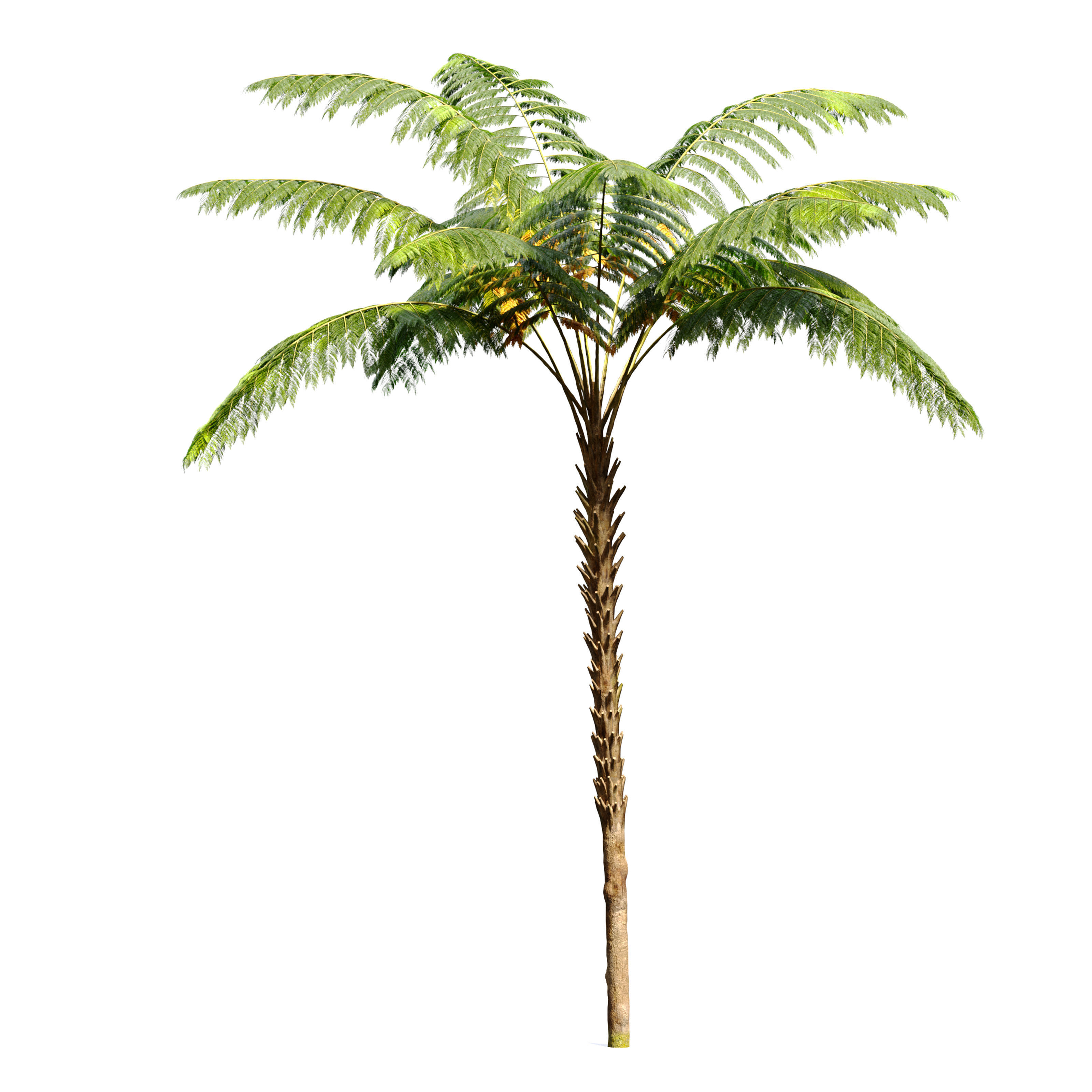 Tree fern 3D model_5