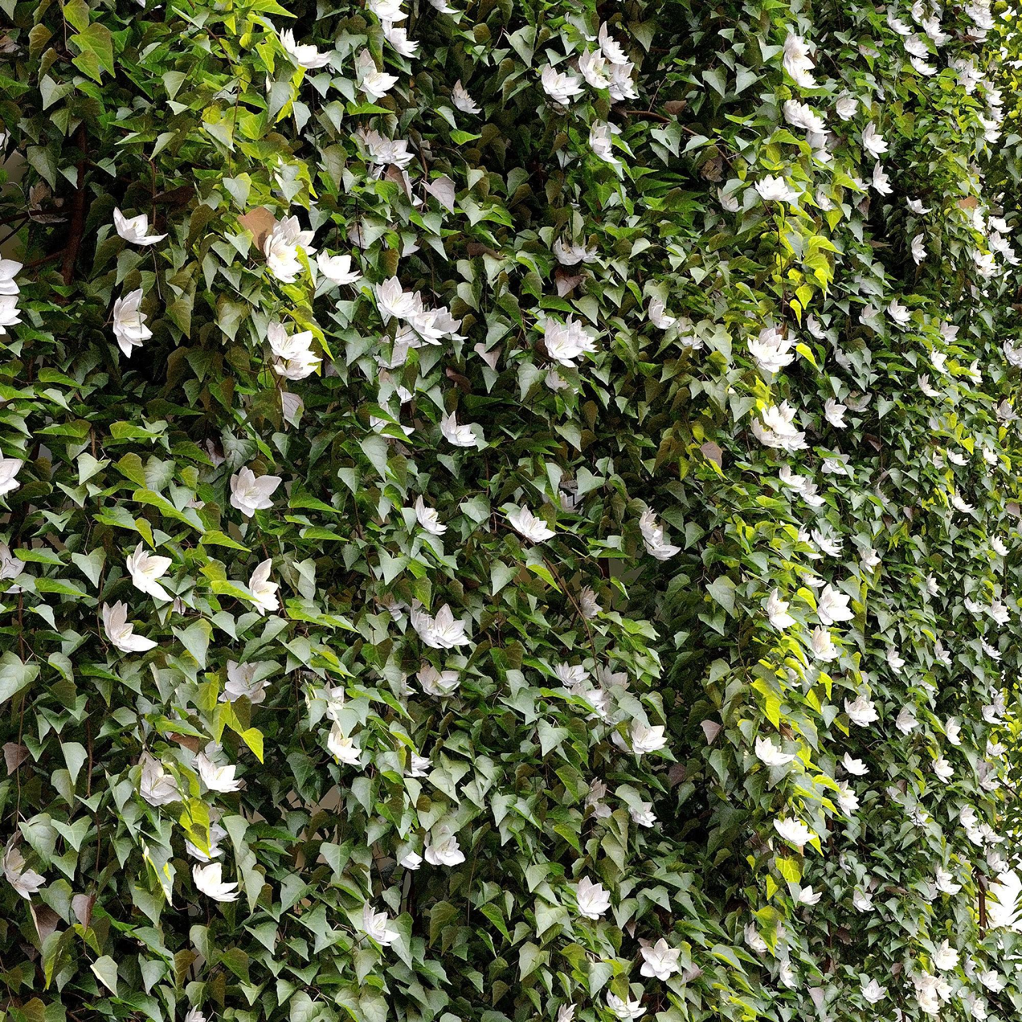 Hanging Plant 17 3D model_5