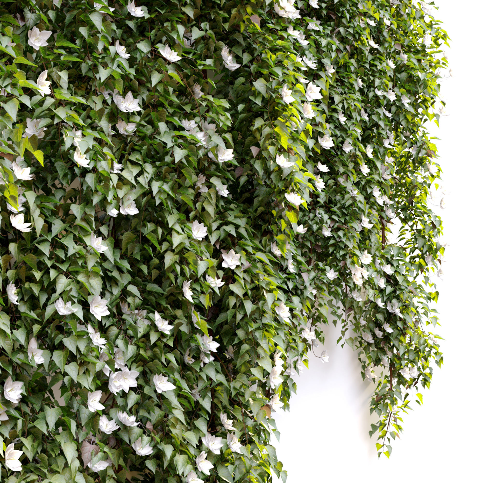 Hanging Plant 17 3D model_4