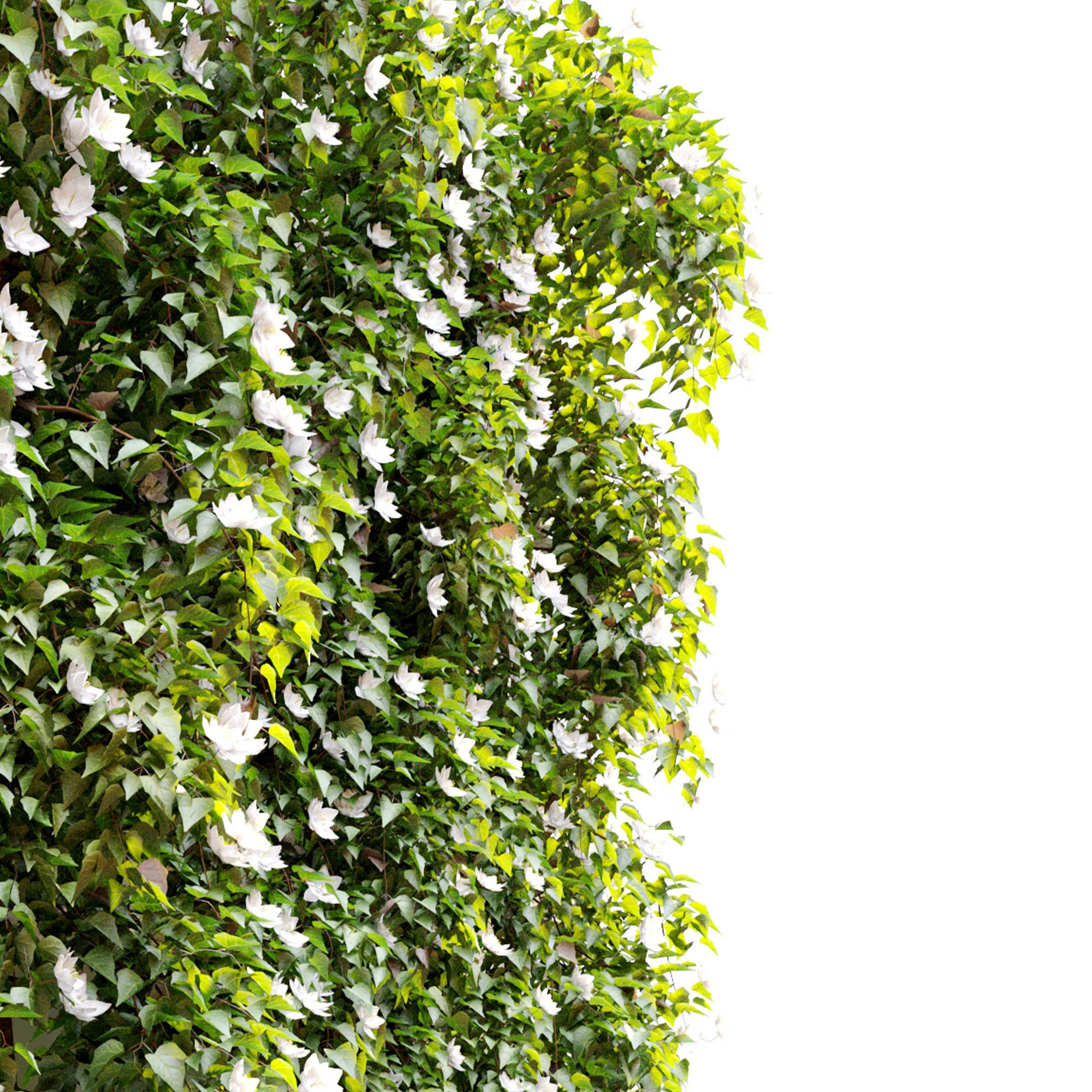 Hanging Plant 17 3D model_3