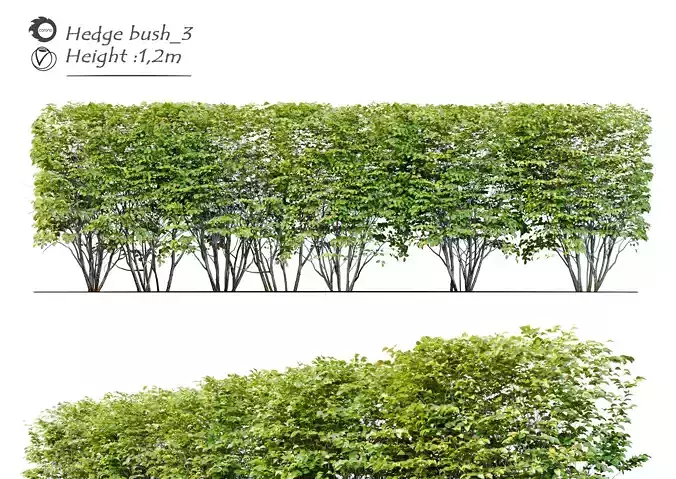 Hedge bush 3