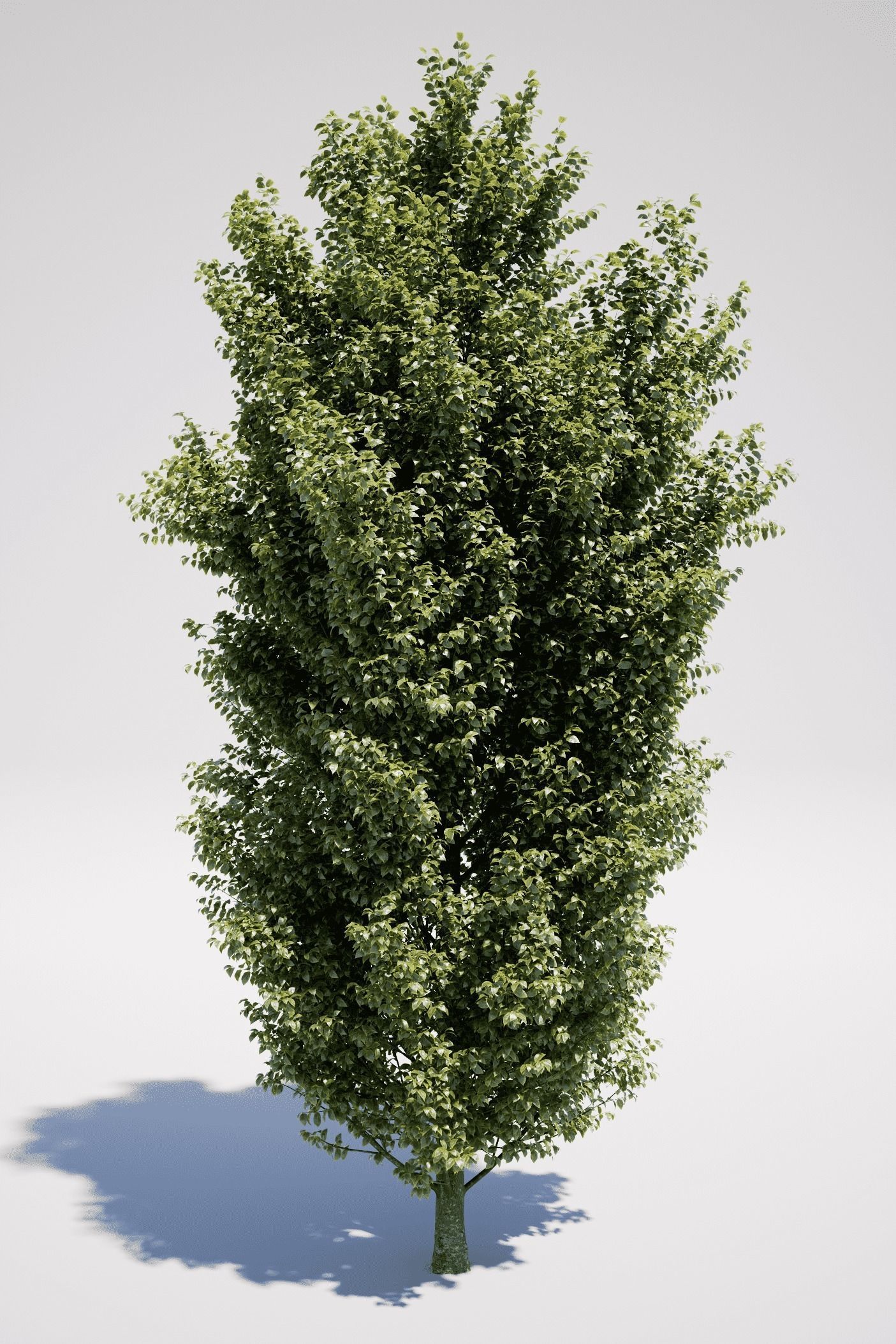 Carpinus Betulus - Hornbeam 3D model_6