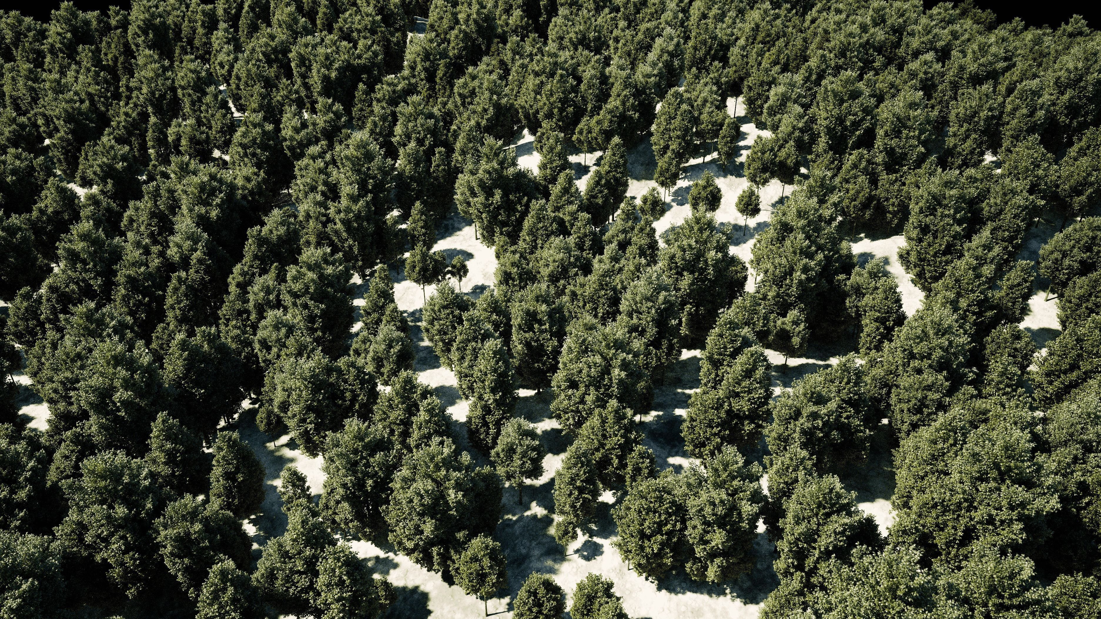 Carpinus Betulus - Hornbeam 3D model_14