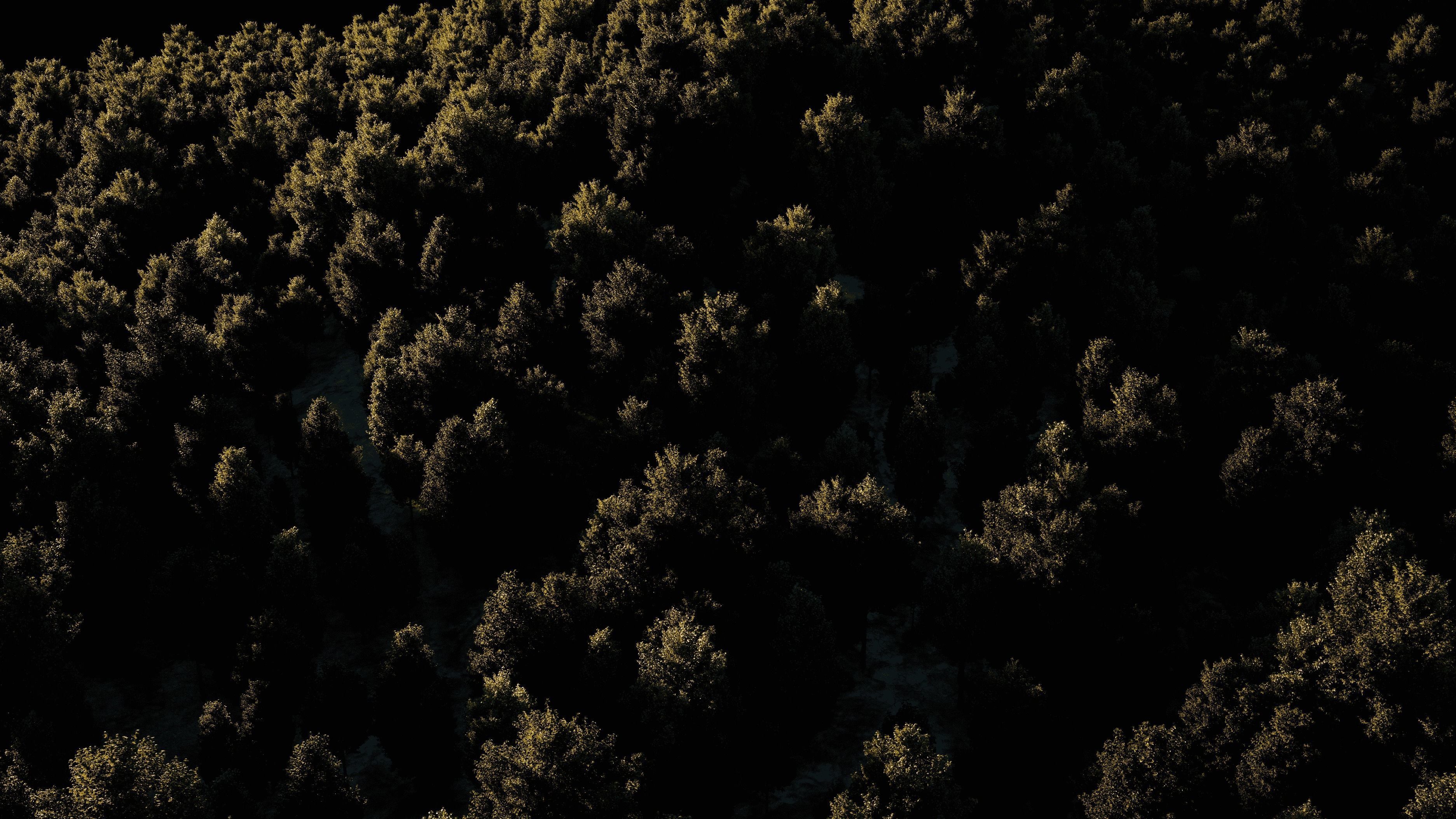 Carpinus Betulus - Hornbeam 3D model_15