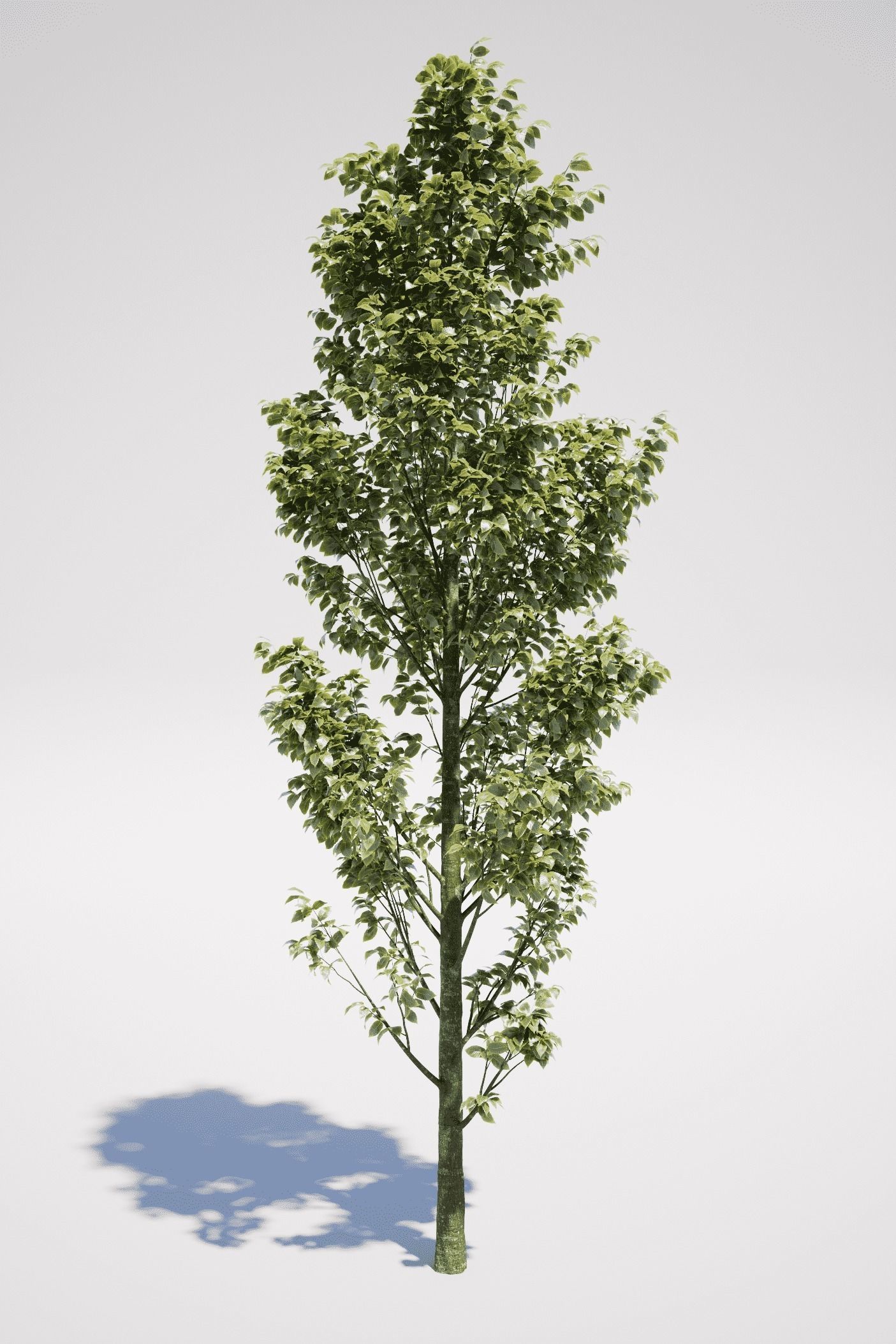 Carpinus Betulus - Hornbeam 3D model_8
