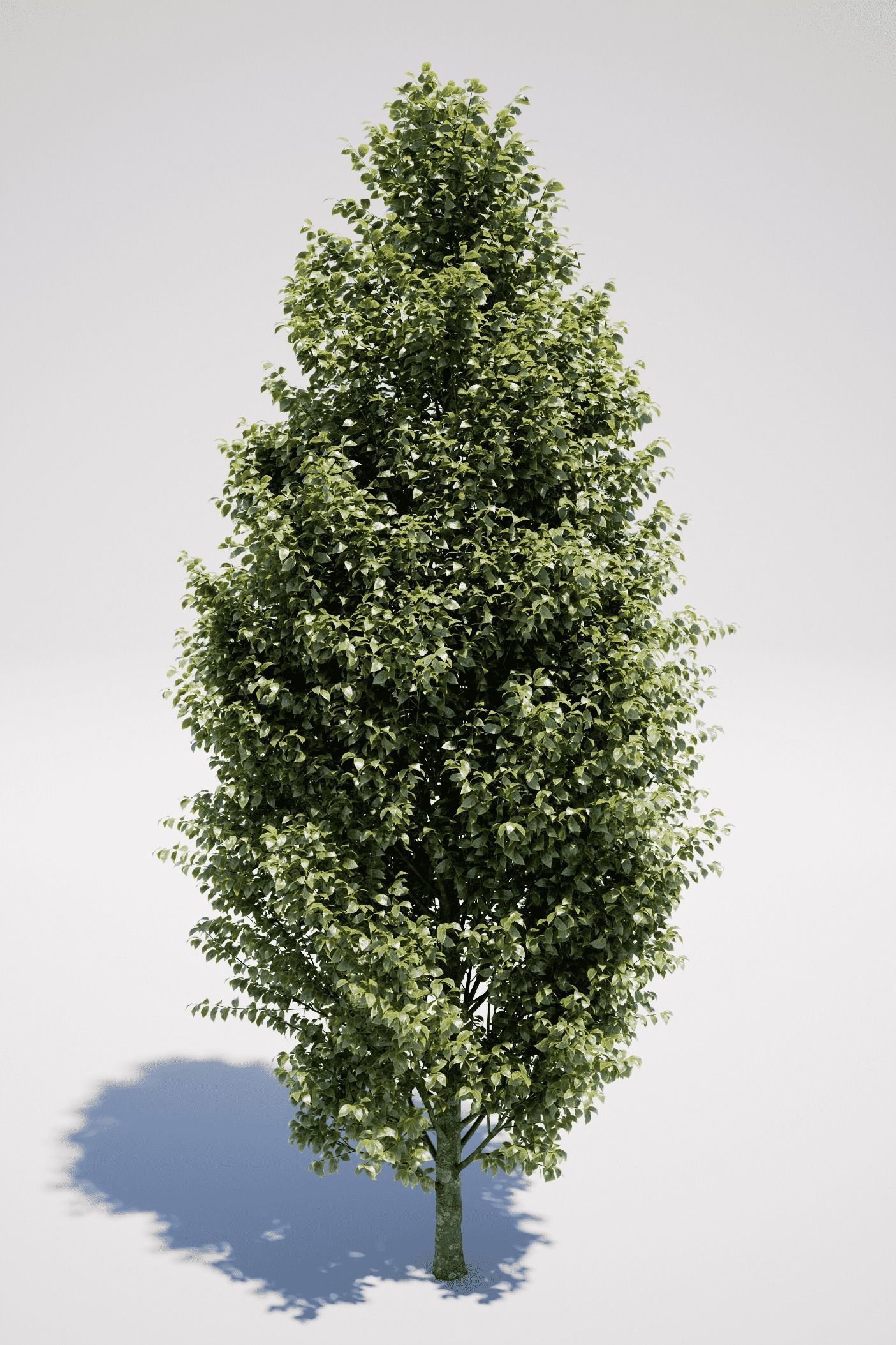 Carpinus Betulus - Hornbeam 3D model_2