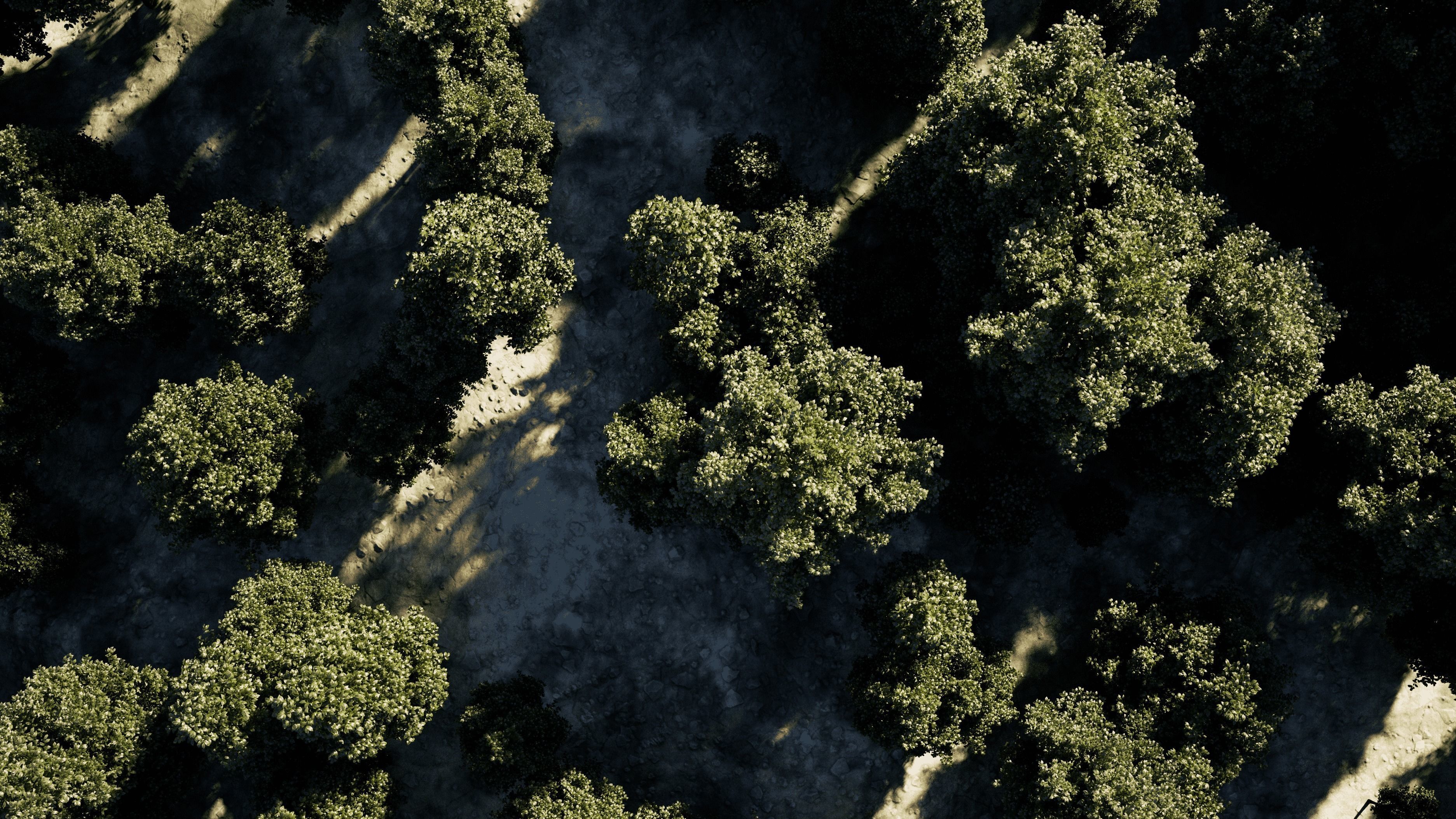 Carpinus Betulus - Hornbeam 3D model_13