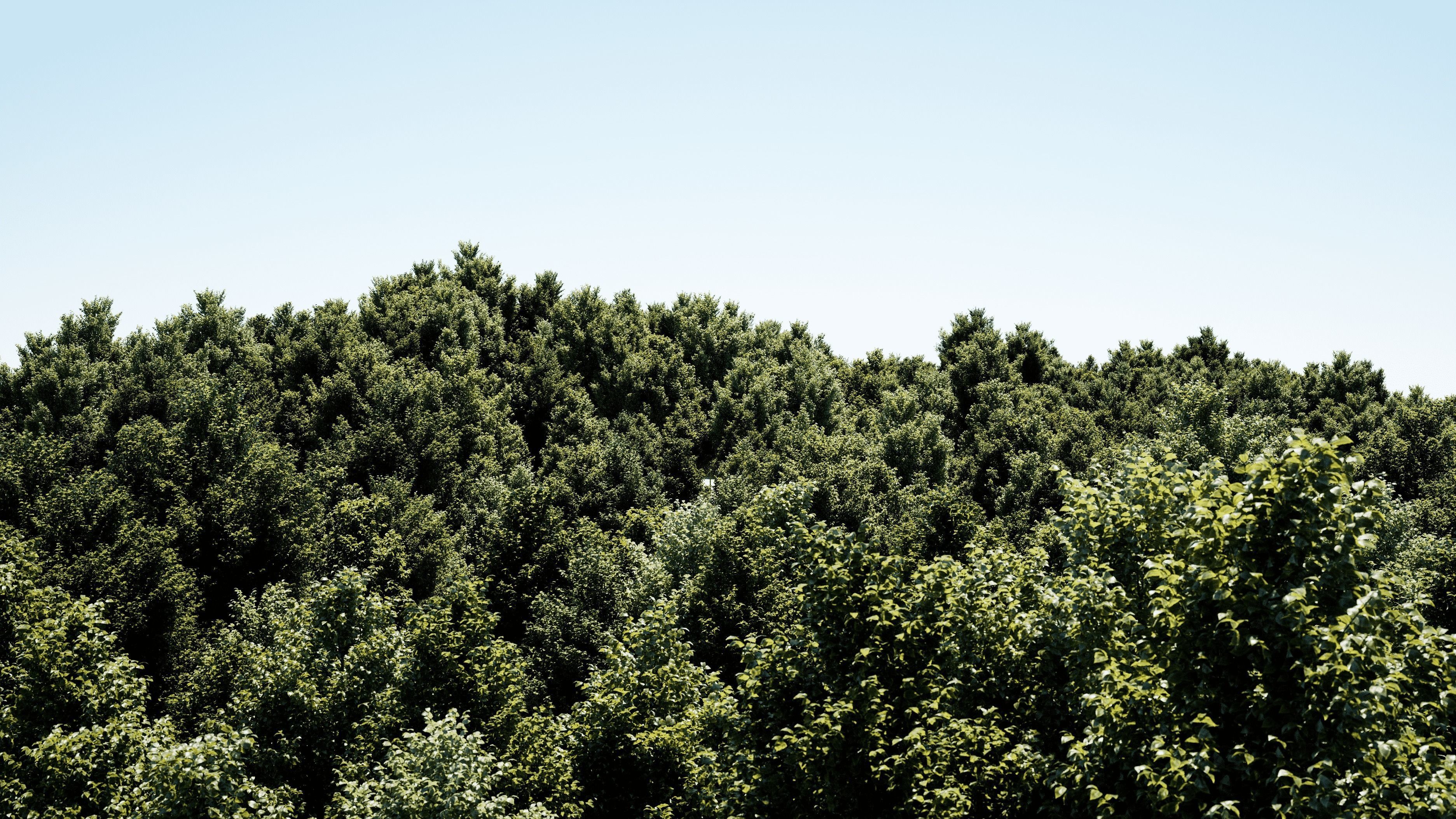 Carpinus Betulus - Hornbeam 3D model_12