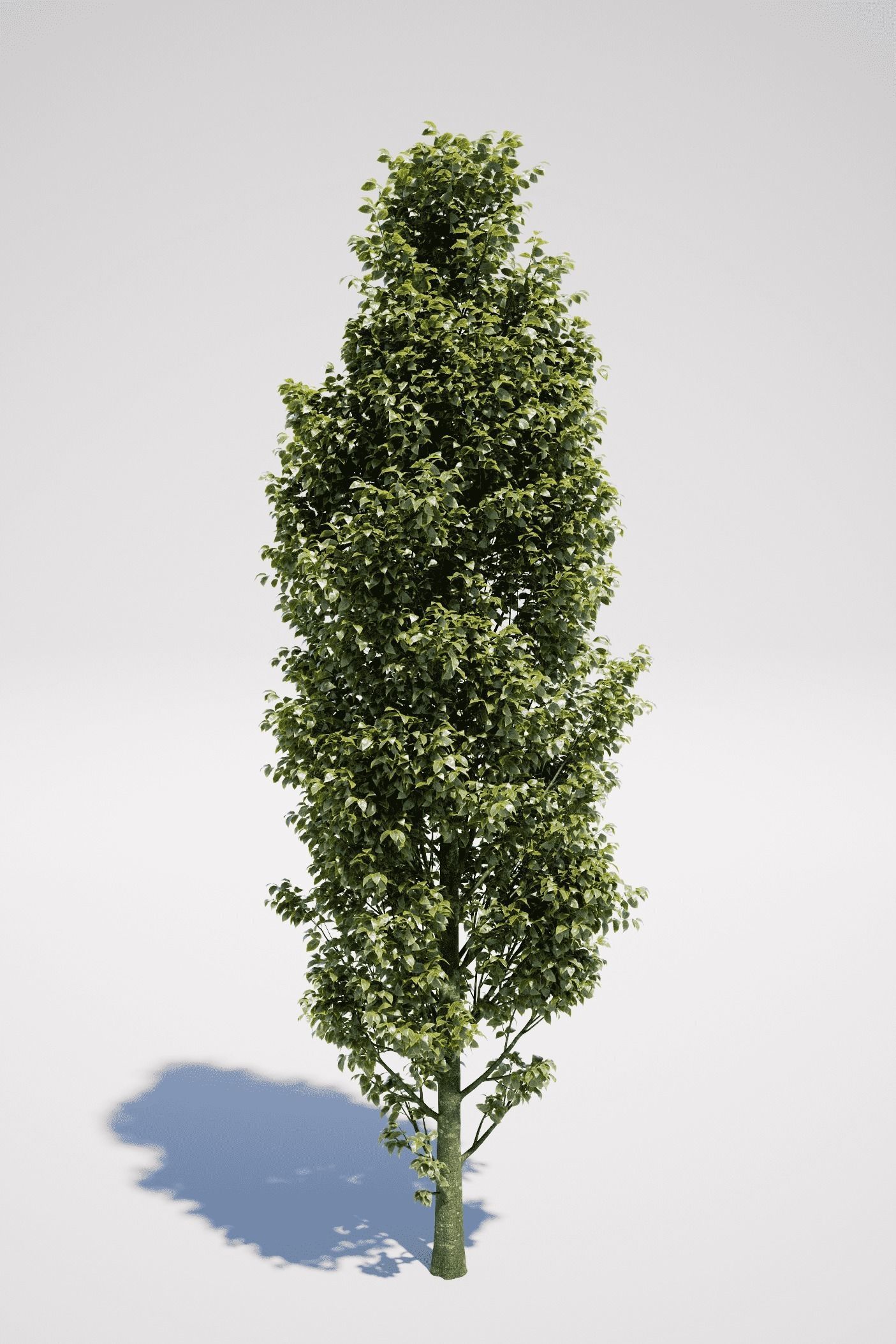 Carpinus Betulus - Hornbeam 3D model_3