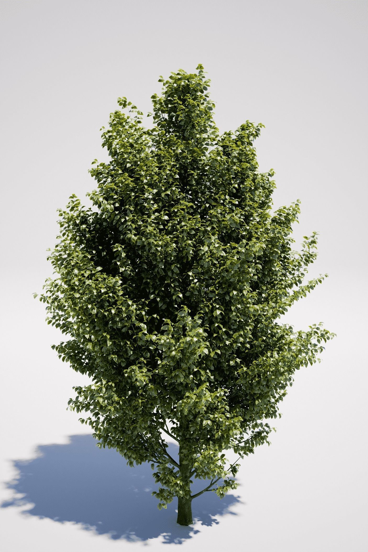 Carpinus Betulus - Hornbeam 3D model_4