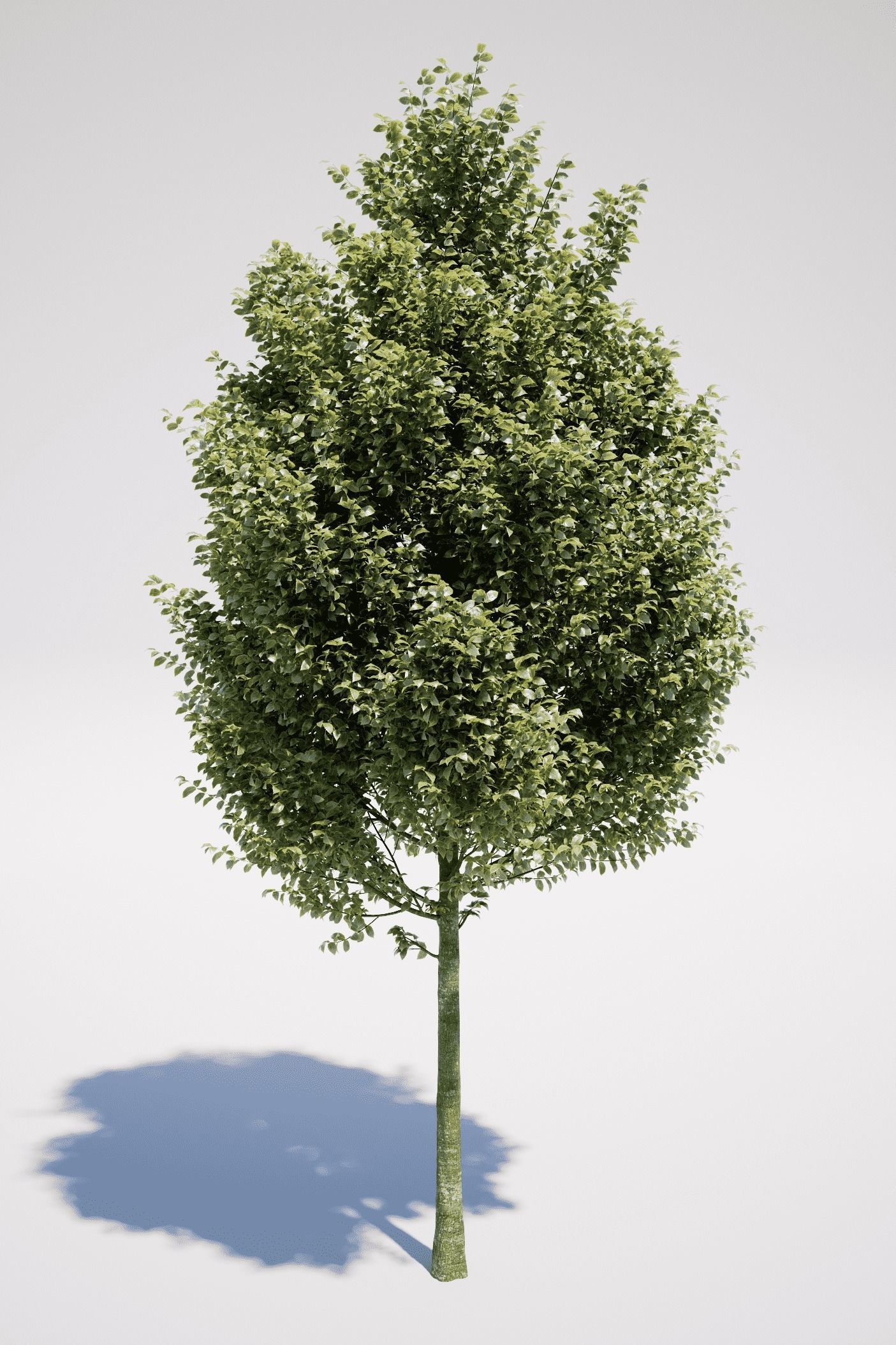 Carpinus Betulus - Hornbeam 3D model_5