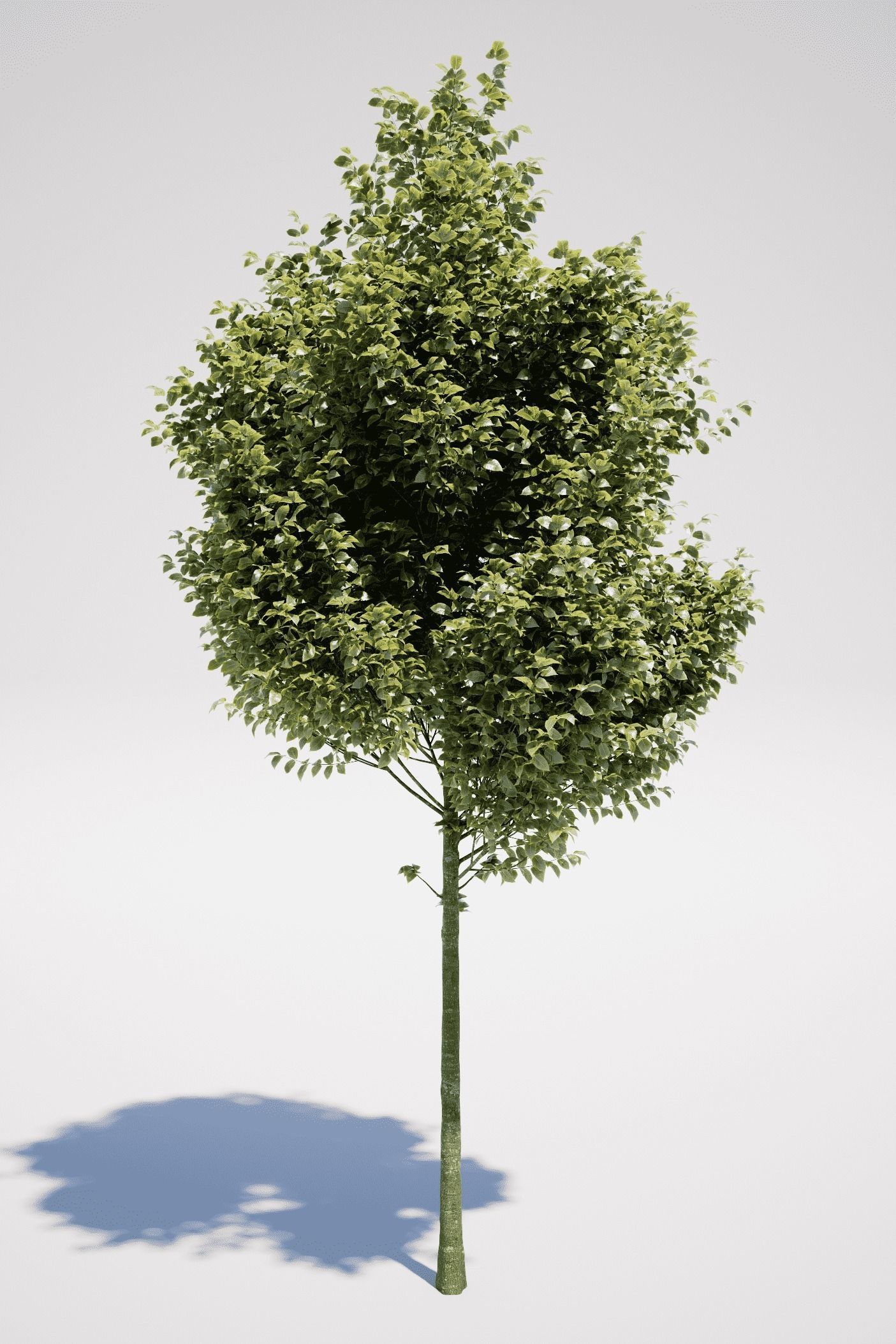 Carpinus Betulus - Hornbeam 3D model_9