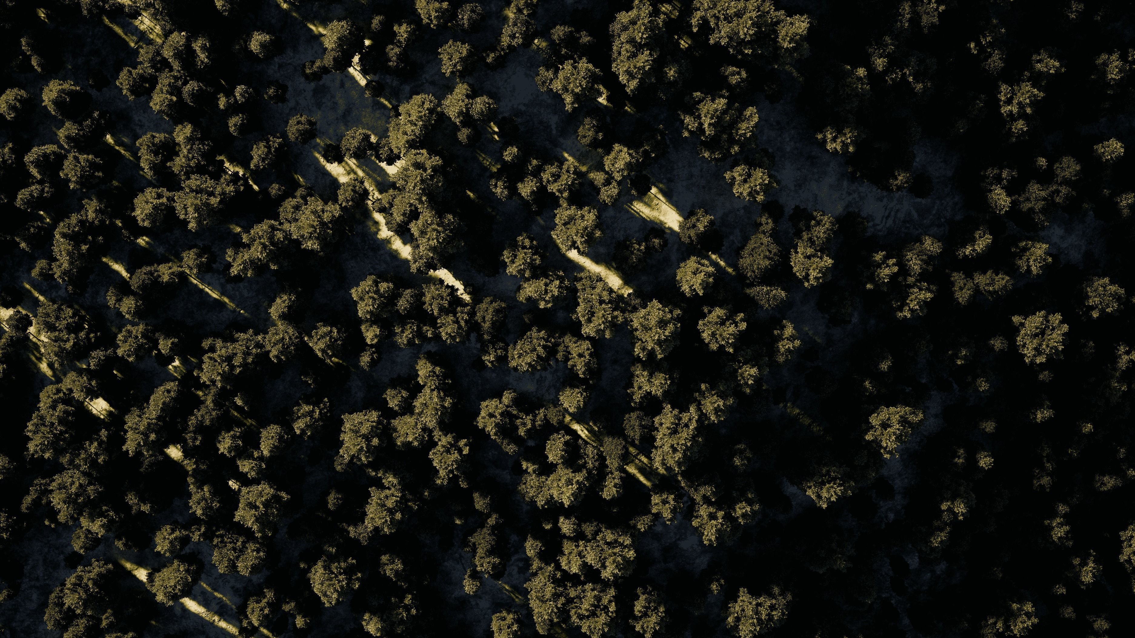 Carpinus Betulus - Hornbeam 3D model_10