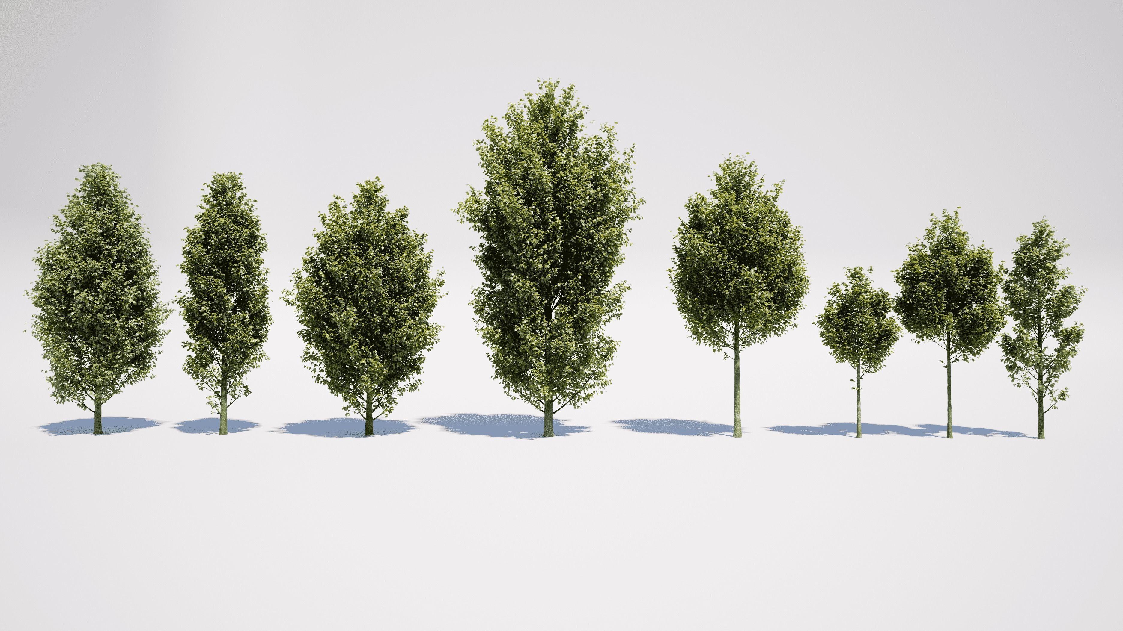 Carpinus Betulus - Hornbeam 3D model_0