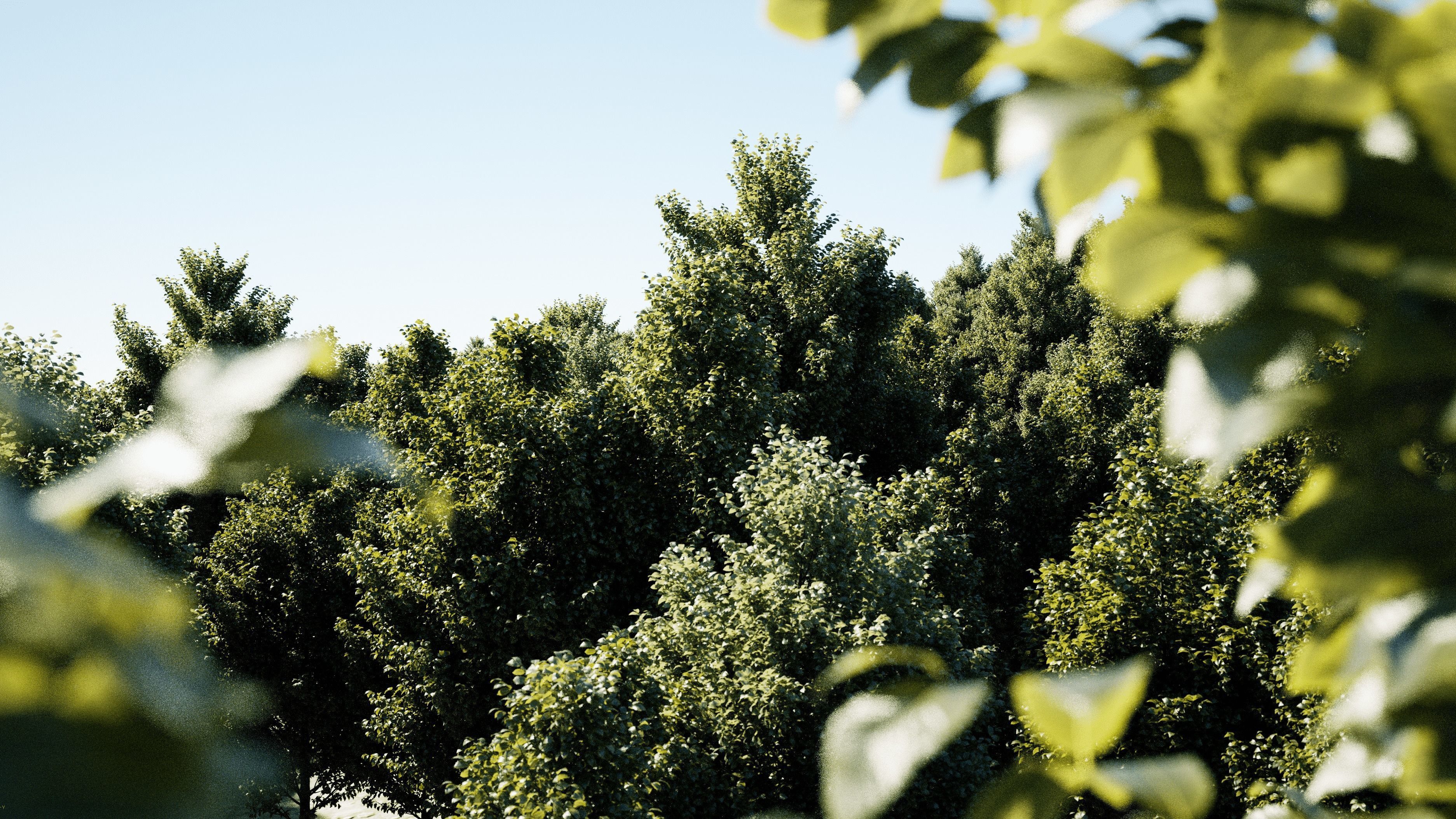 Carpinus Betulus - Hornbeam 3D model_11