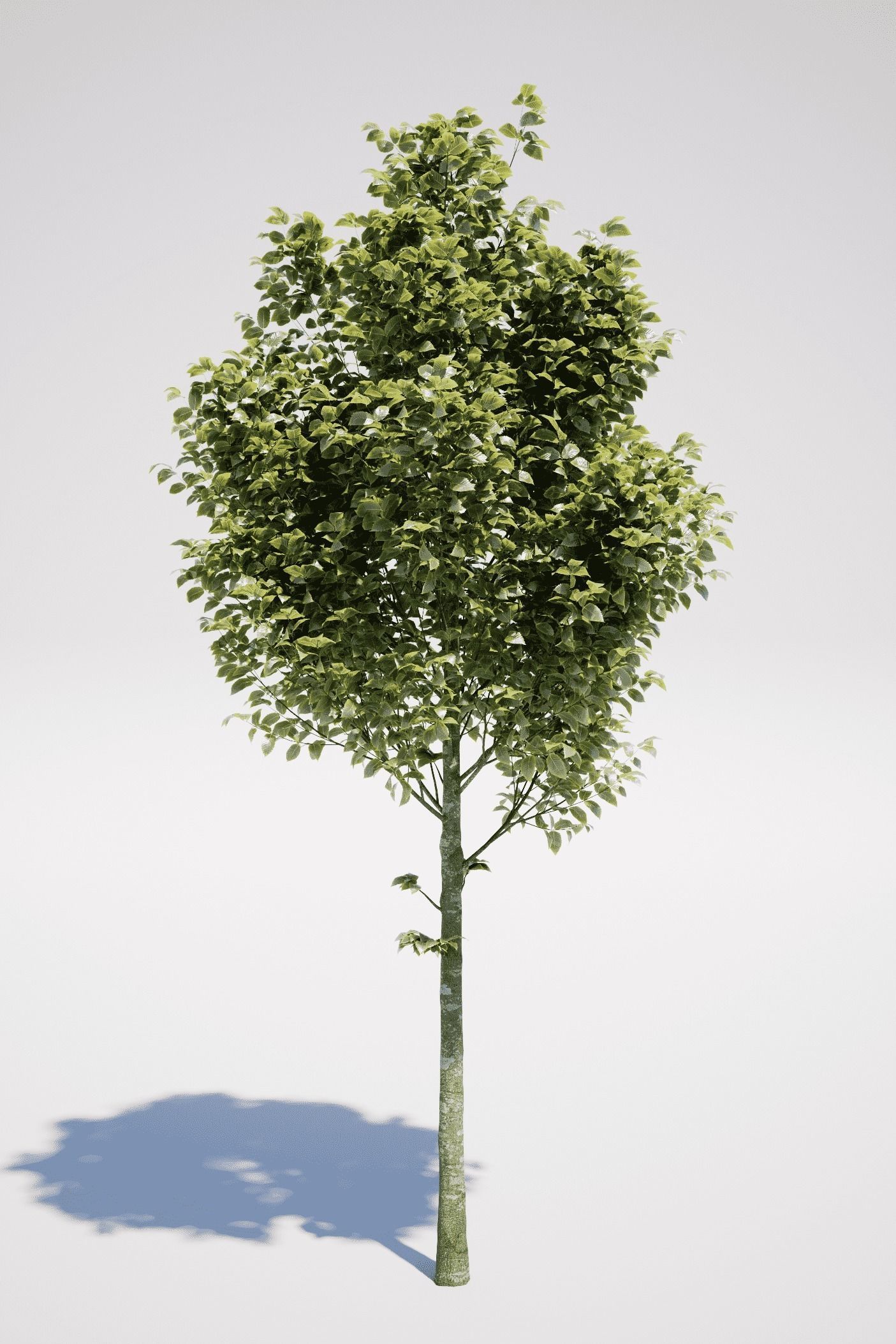 Carpinus Betulus - Hornbeam 3D model_7