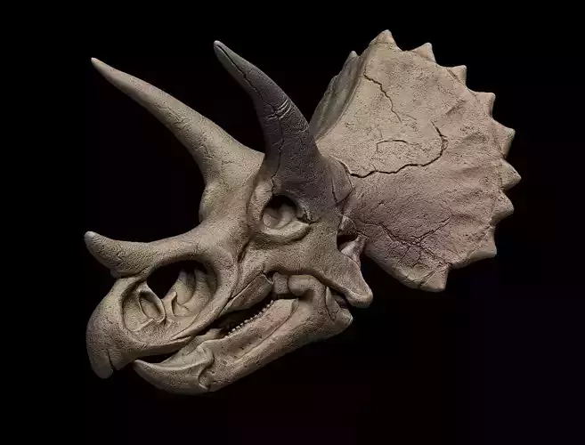 Triceratops skull 3d print model 3D print model
