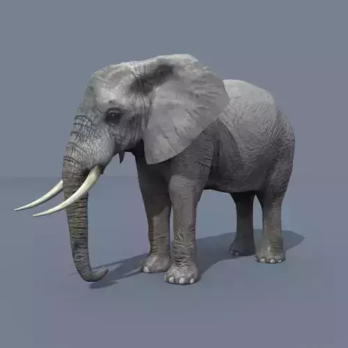 PRO Elephant 4K Animated - 2022 Upgrade 3D model