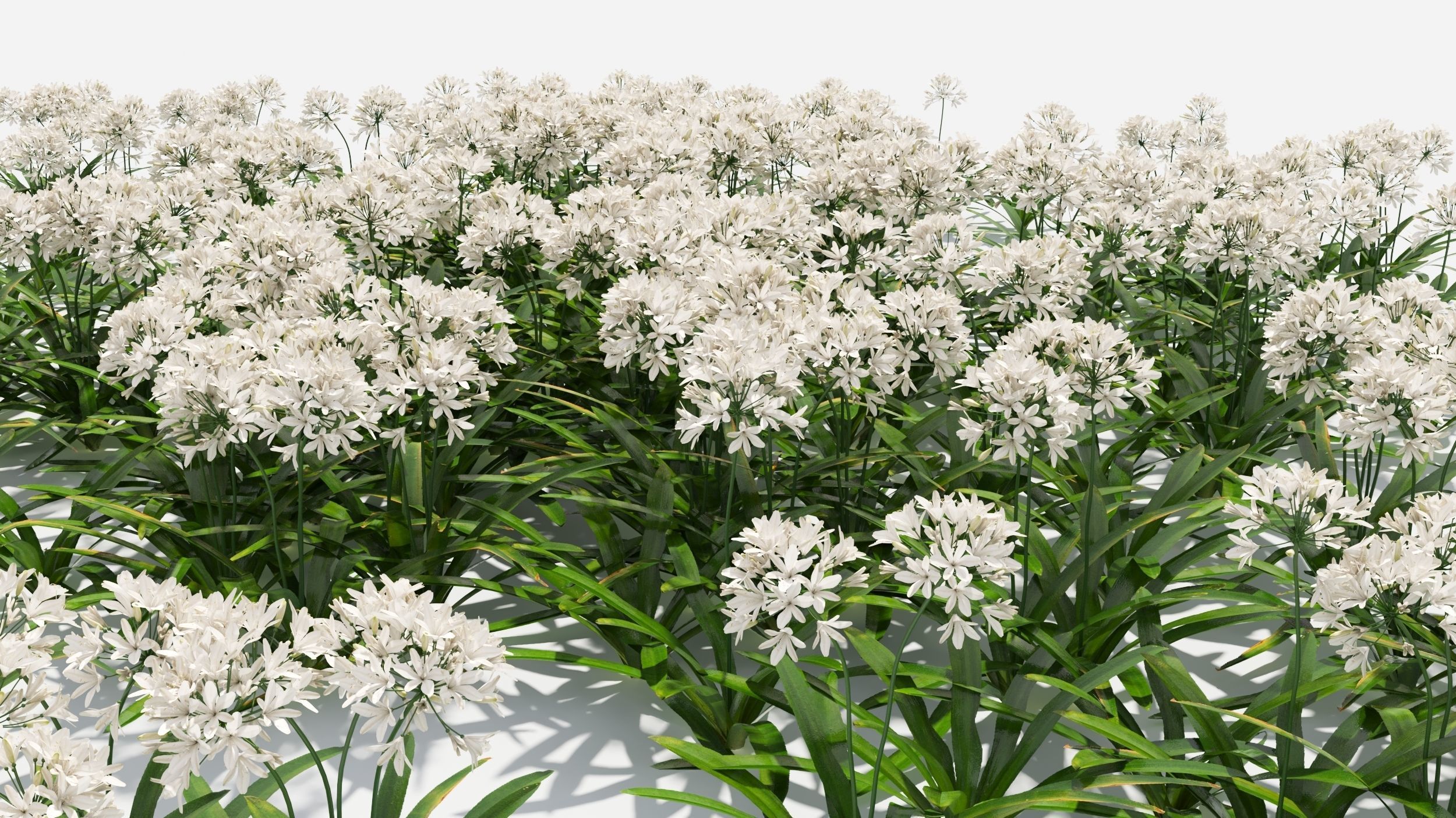 Agapanthus Flower 3D model_9