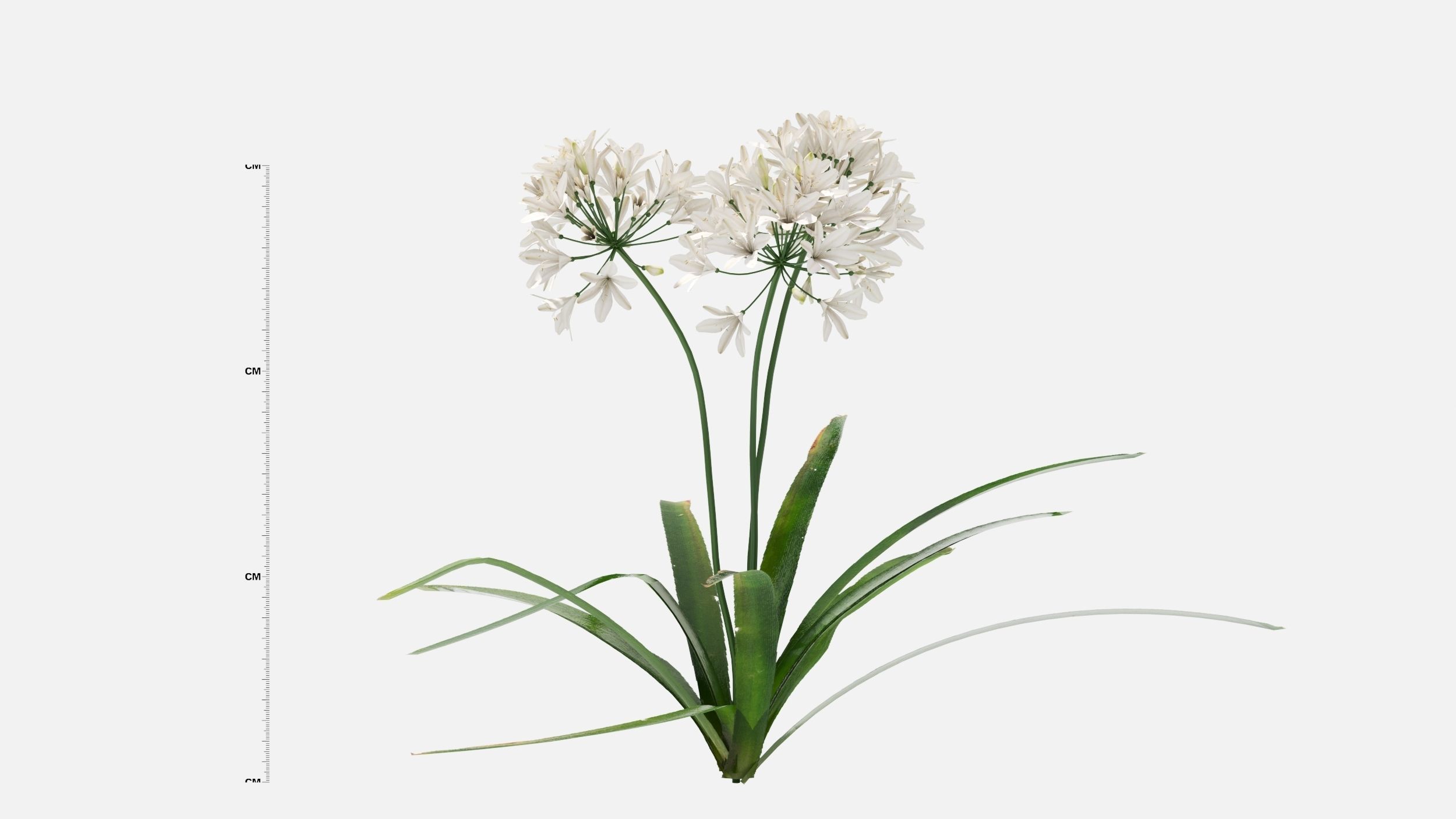 Agapanthus Flower 3D model_5