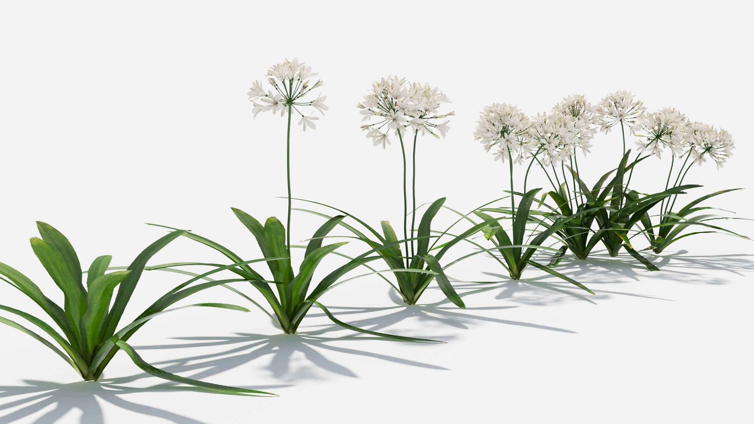 Agapanthus Flower 3D model_8