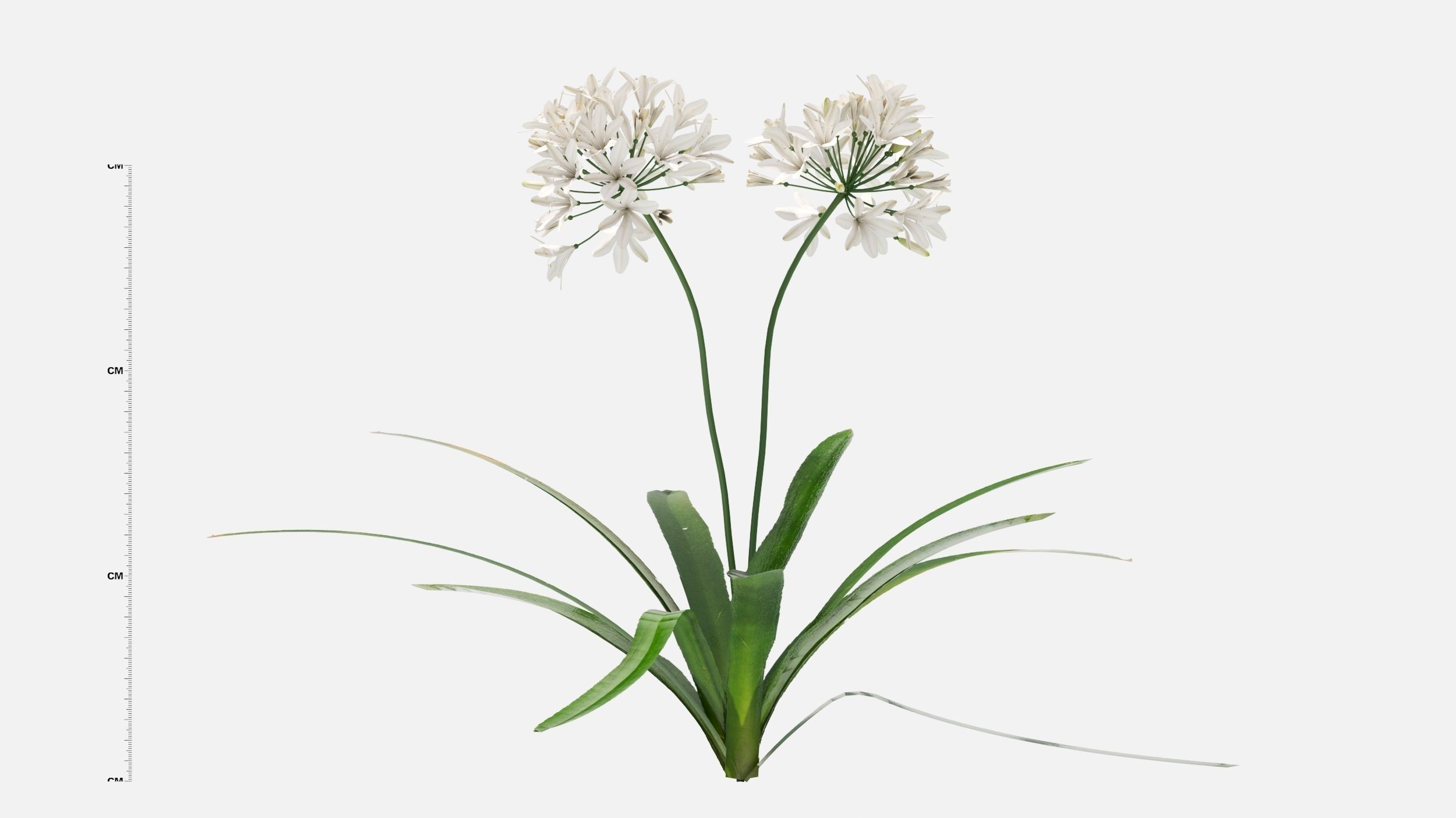 Agapanthus Flower 3D model_4