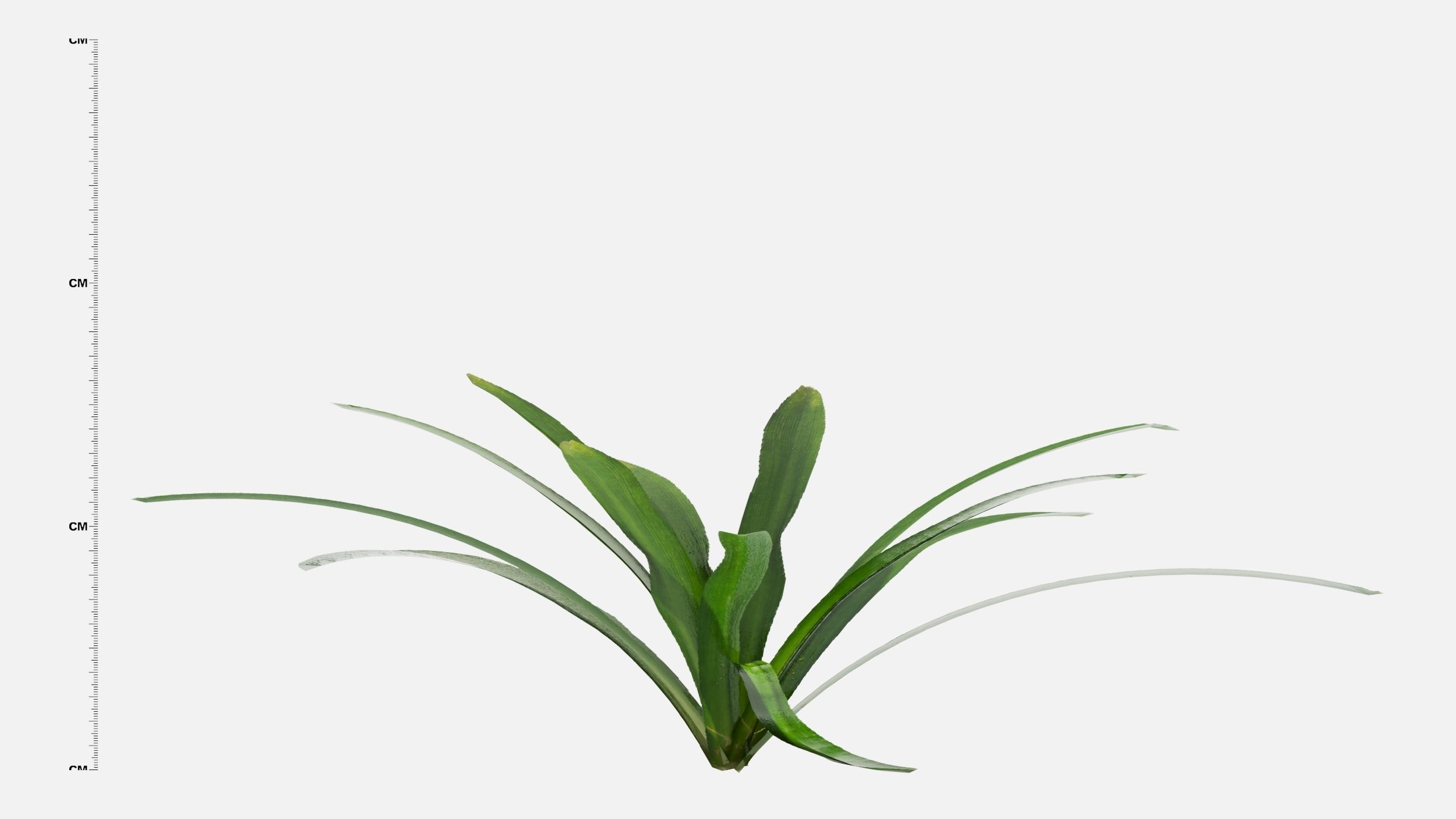 Agapanthus Flower 3D model_3