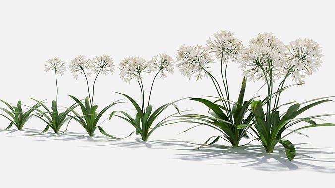 Agapanthus Flower 3D model