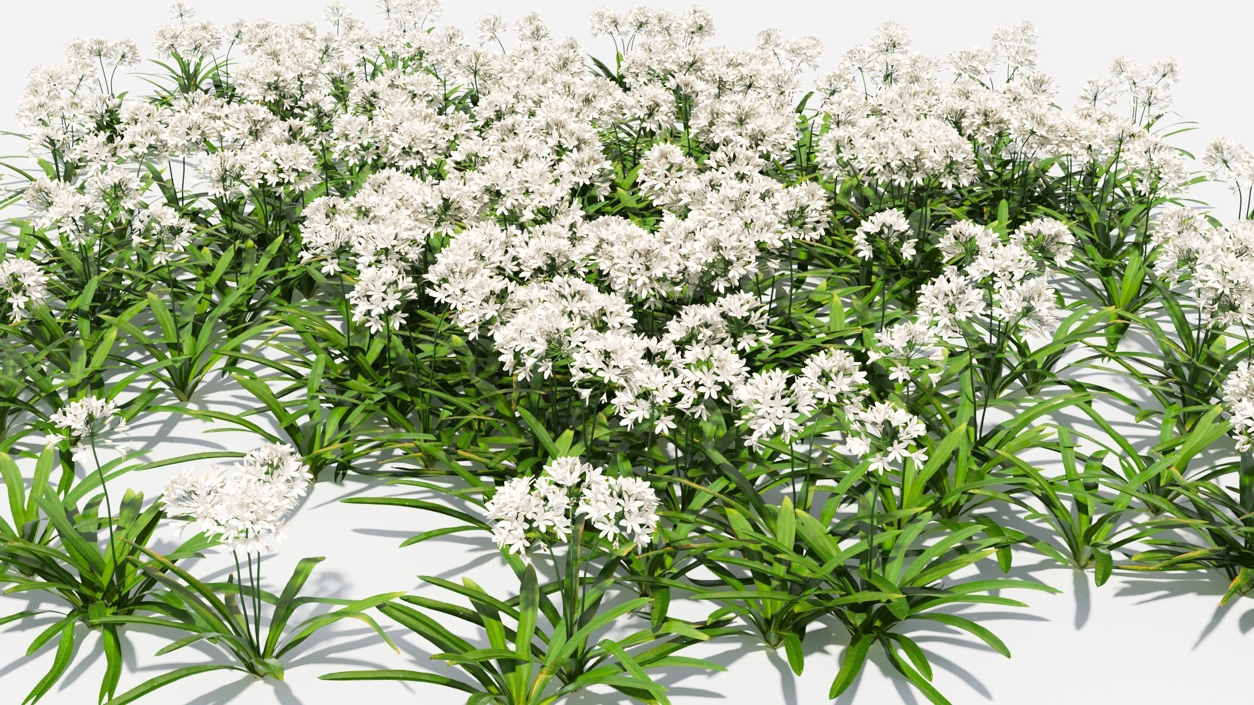 Agapanthus Flower 3D model_1