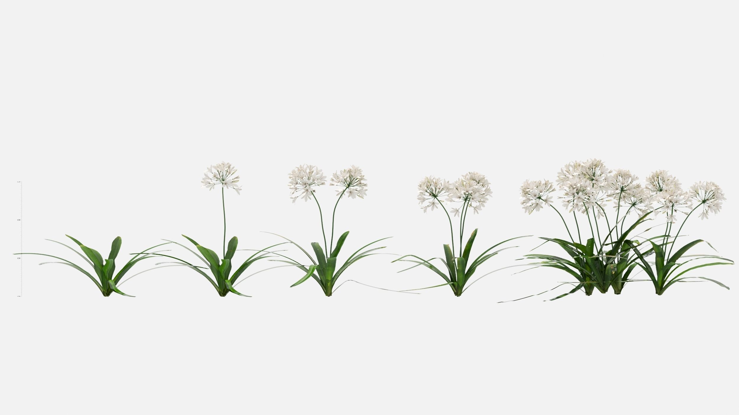 Agapanthus Flower 3D model_2