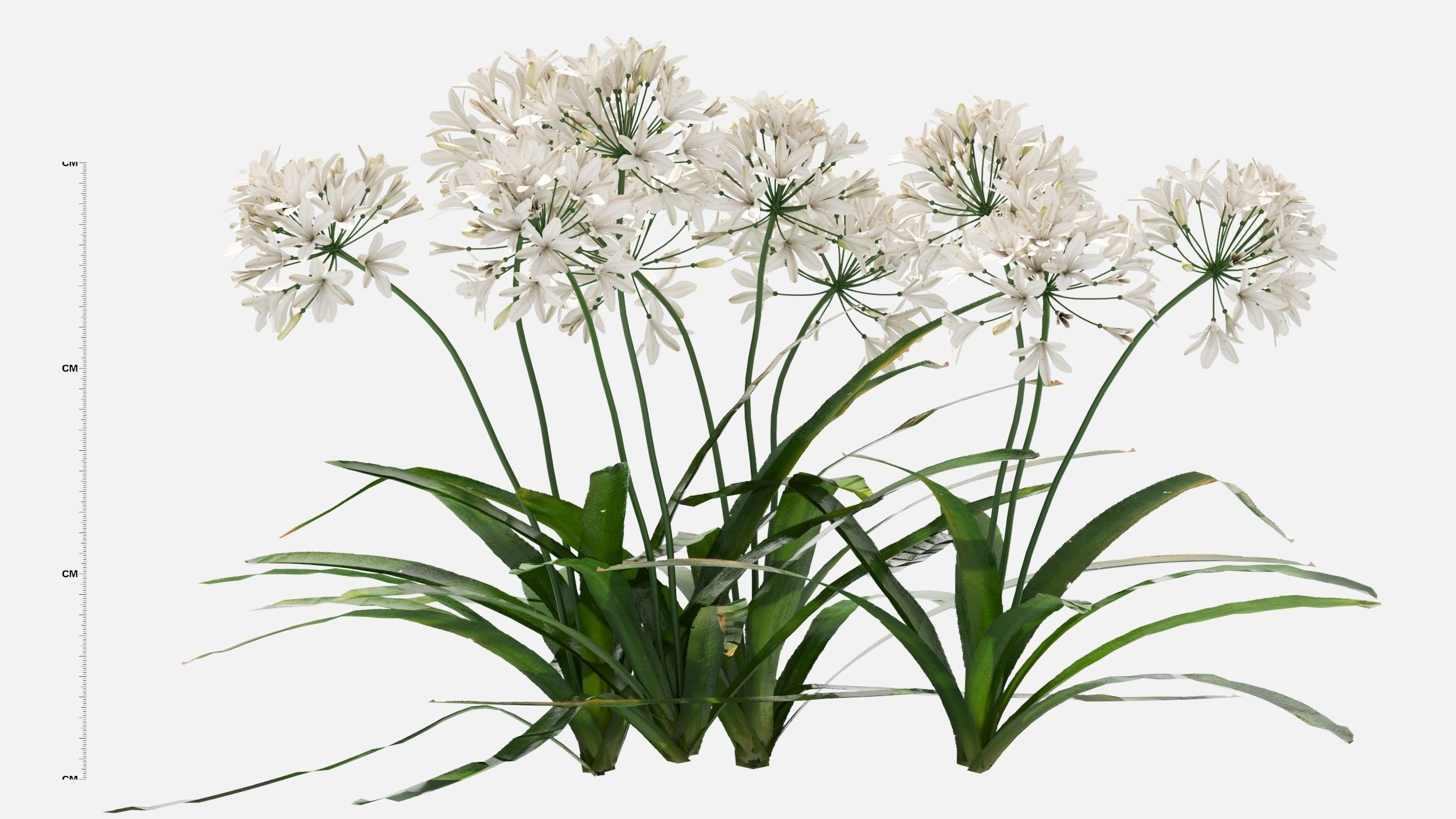 Agapanthus Flower 3D model_6