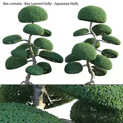 Ilex crenata - Box Leaved Holly - Japanese Holly - 04