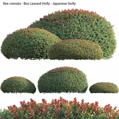 Ilex crenata - Box Leaved Holly - Japanese Holly - 02