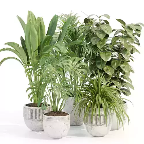 indoor plants collection vol 125 3D model