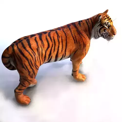 Amur Tiger Mray v1 Low-poly 3D model