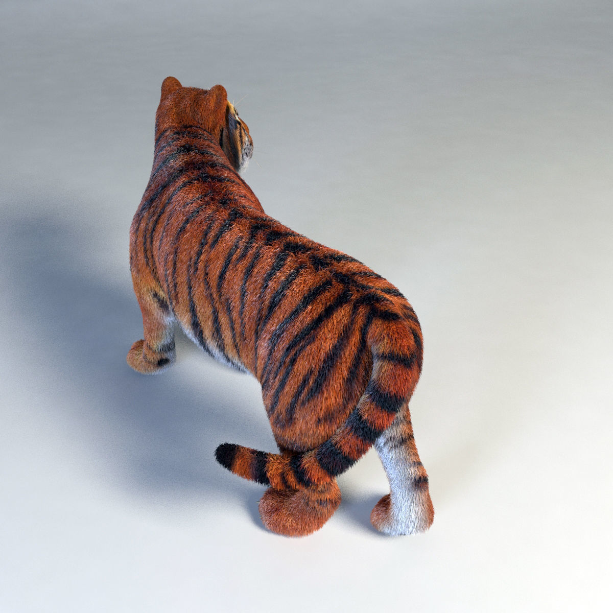 Amur Tiger vray v1 Low-poly 3D model_5