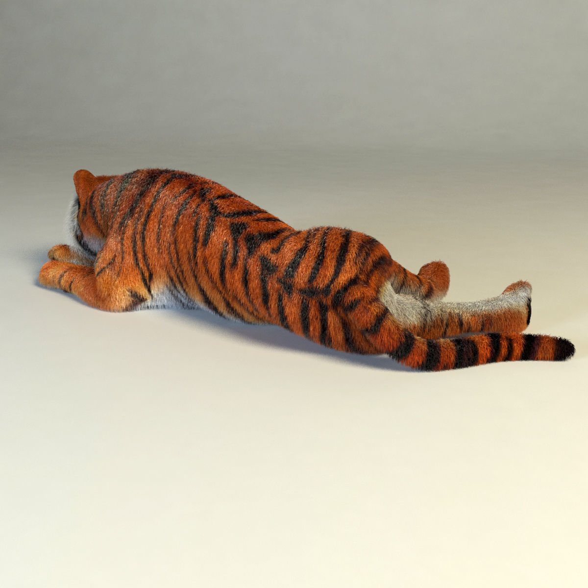 Amur Tiger vray v1 Low-poly 3D model_7