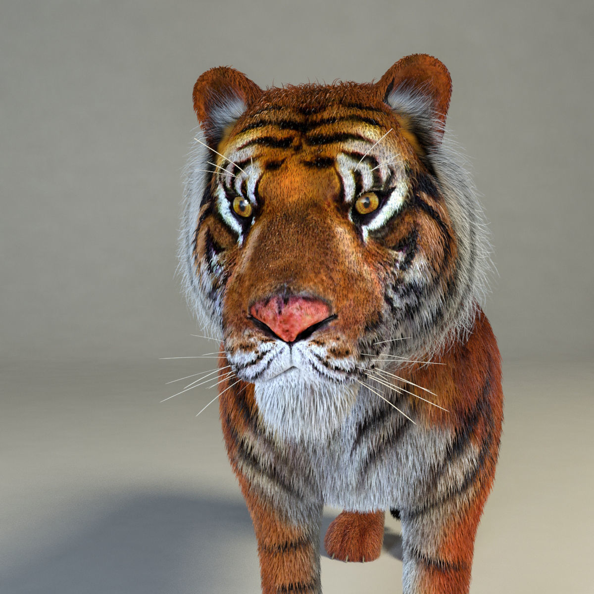 Amur Tiger vray v1 Low-poly 3D model_3