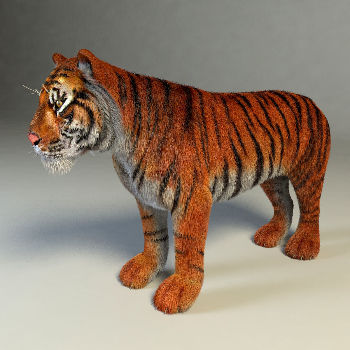 Amur Tiger vray v1 Low-poly 3D model_8