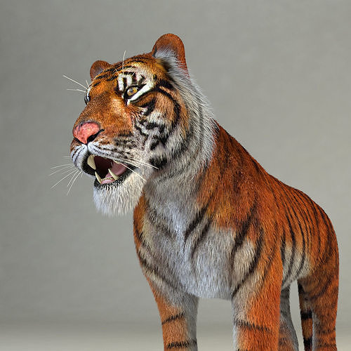 Amur Tiger vray v1 Low-poly 3D model