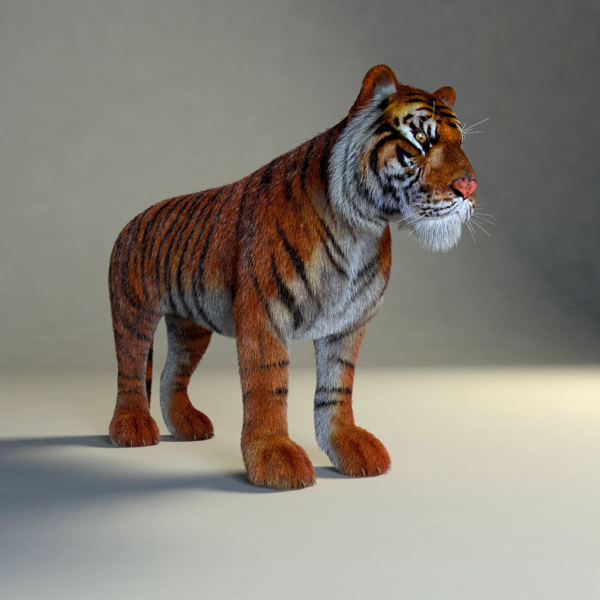 Amur Tiger vray v1 Low-poly 3D model_10
