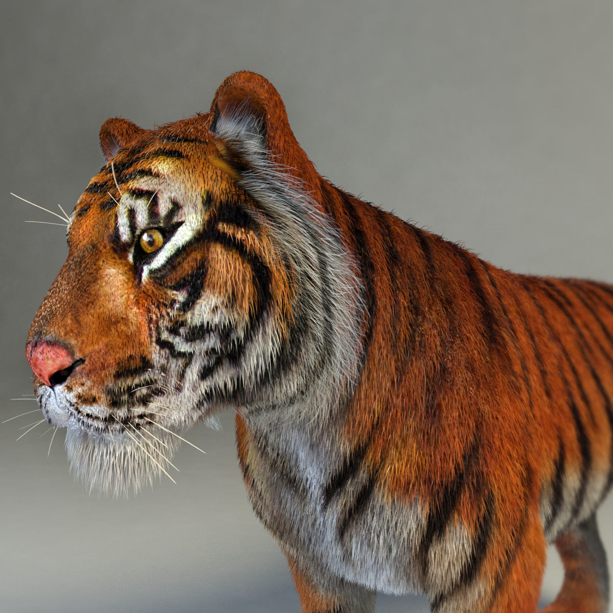 Amur Tiger vray v1 Low-poly 3D model_2