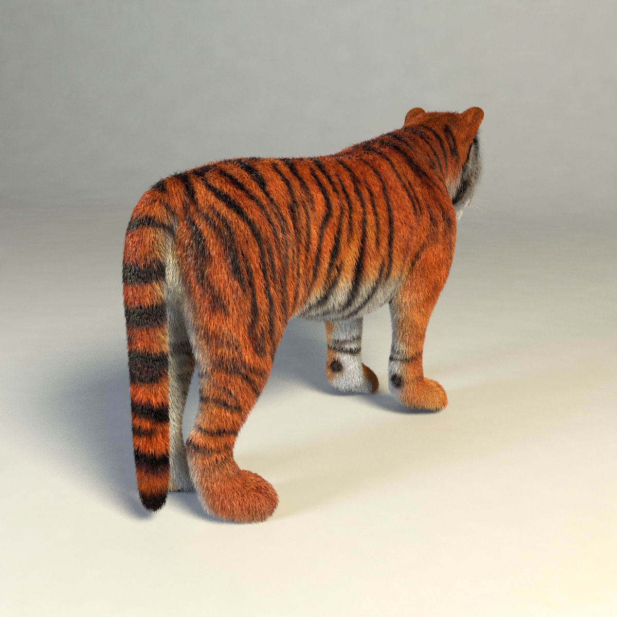 Amur Tiger vray v1 Low-poly 3D model_4