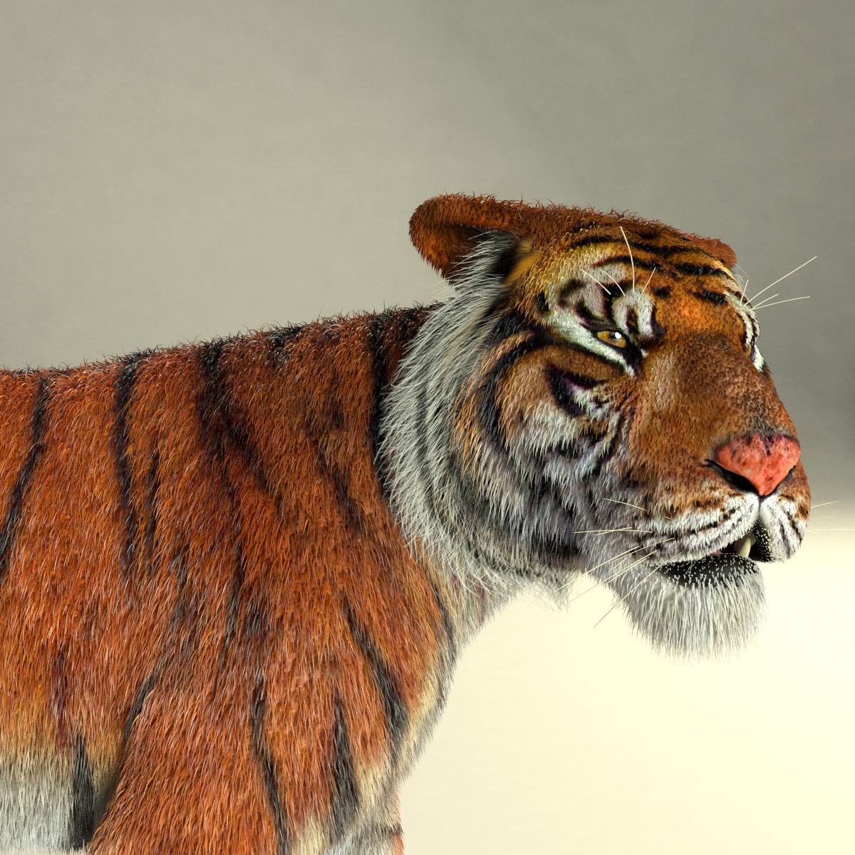 Amur Tiger vray v1 Low-poly 3D model_1