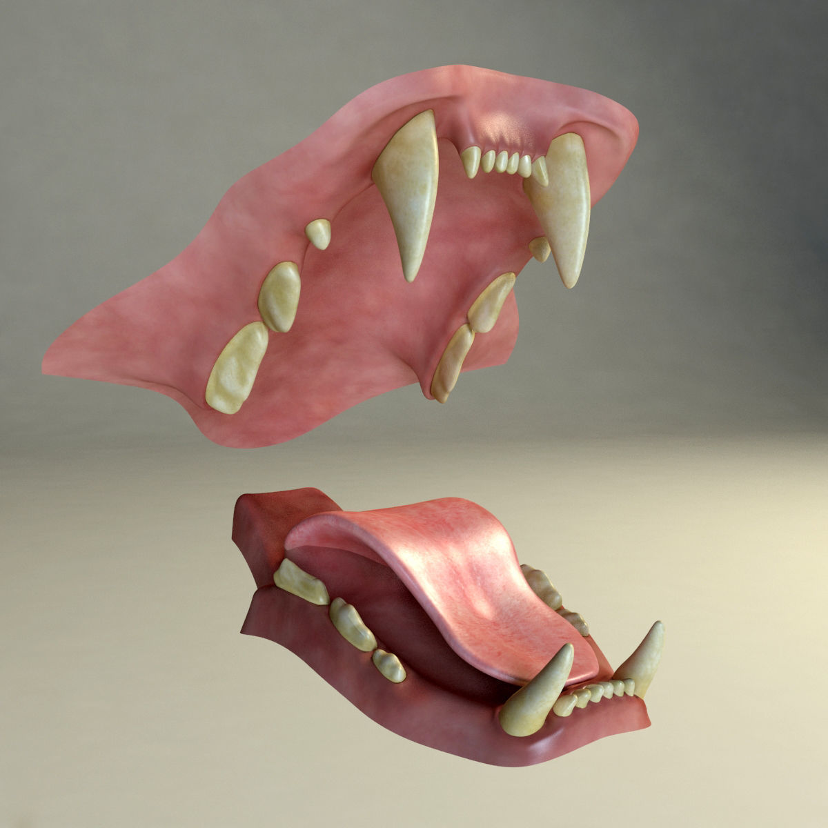 Amur Tiger vray v1 Low-poly 3D model_18