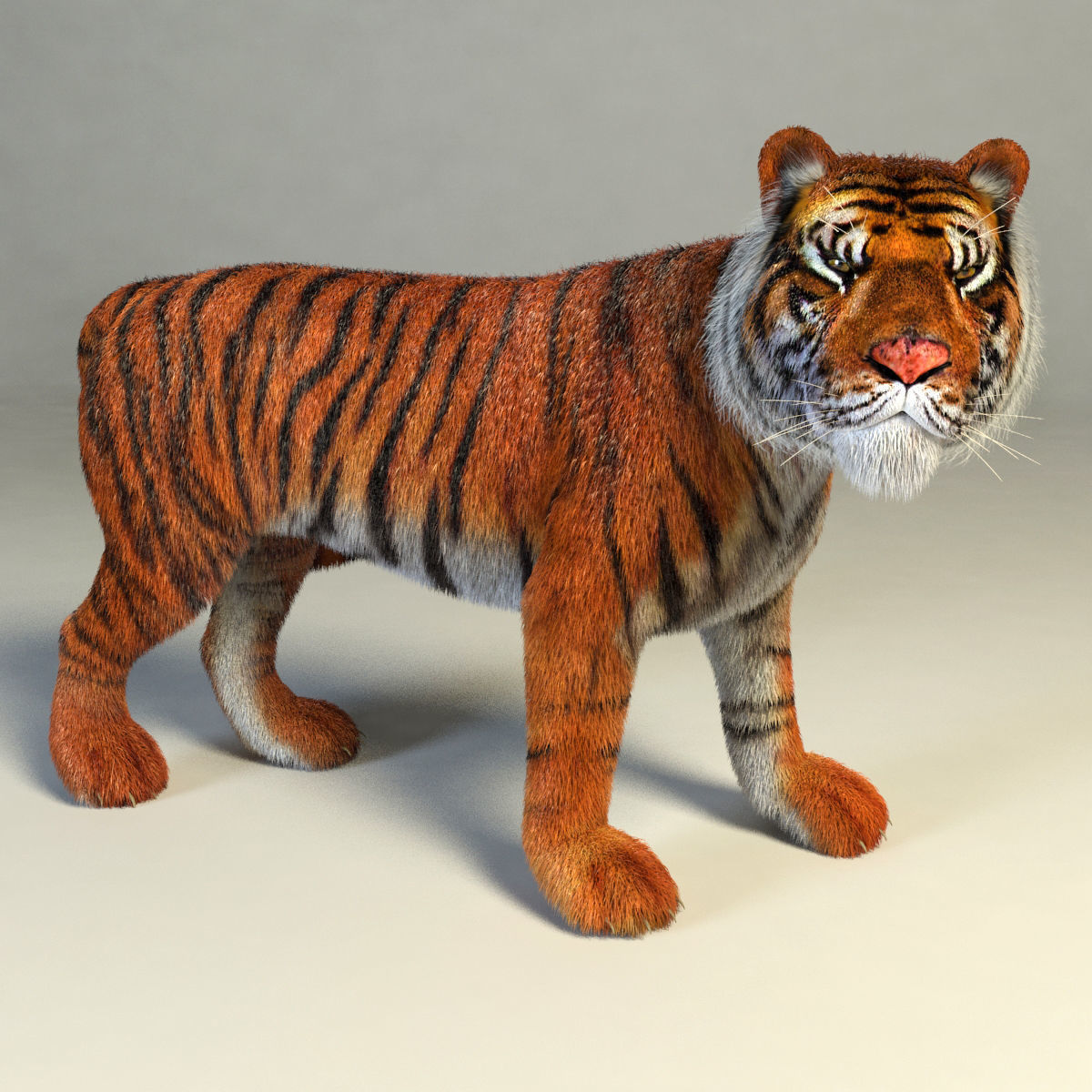 Amur Tiger vray v1 Low-poly 3D model_11