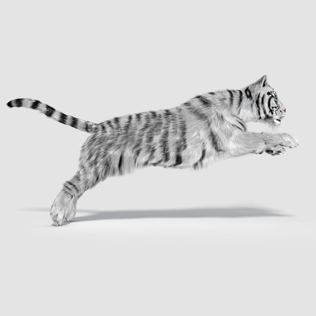 Siberian White Tiger v1 Low-poly 3D model_3