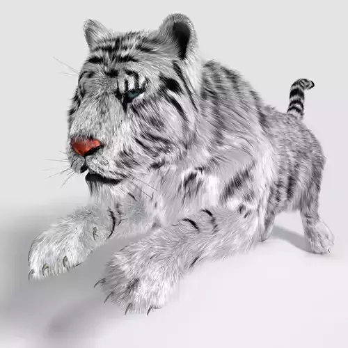 Siberian White Tiger v1 Low-poly 3D model